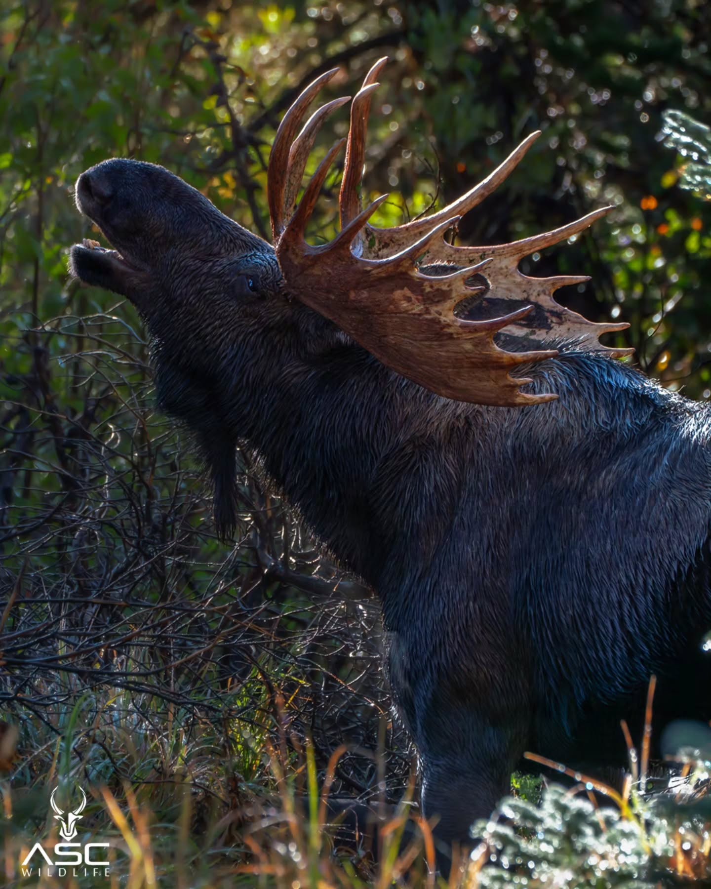 A rocky mountain bull moose using his powerful flehmen response to check if a nearby cow is in heat. With the elk rut still in full swing yet winding down, the moose have their matting season is ramping up.
Photography by @ascwildlife
.
.
.
#wildlifephotography #bullmoose #moose #rmnp #rut Rocky Mountain National Park