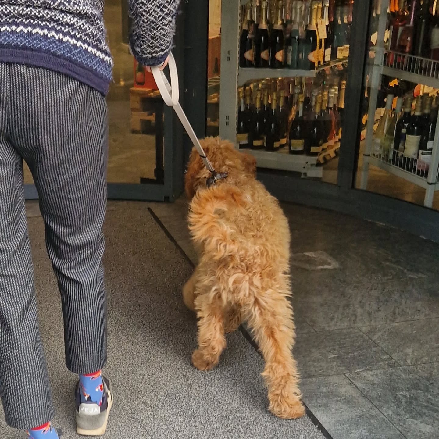 Die junge Asenta durfte heute ein kleines Einkaufszentrum erkunden 🐕🐶
#assistenzhundeverein #assistenzhundeschweiz #vereinpawsandyou #assistancedog #assistenzhund #hundeausbildung #assistenzhundeausbildung #assistenzhundetraining #assistenzhundeteam #zürich