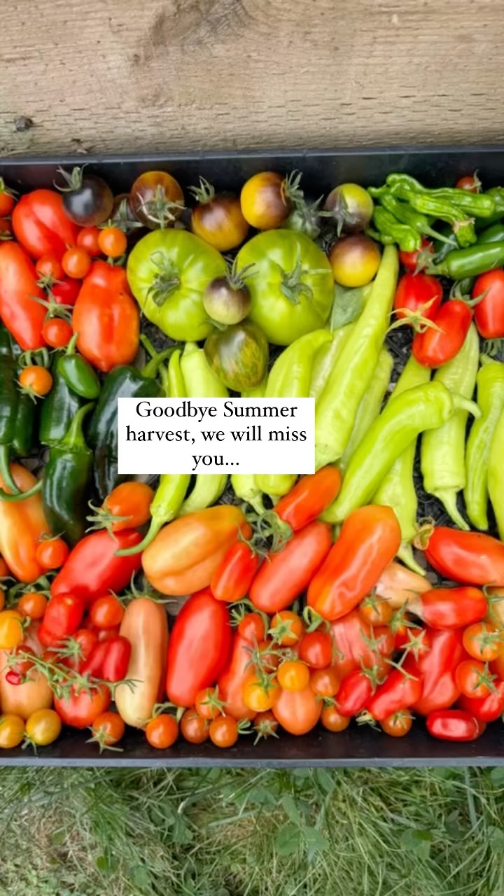 The weather is still warm, but there’s a fall chill in the evening air. It is time to bid our summer harvests farewell and enjoy some new veggies in our gardens. I can’t wait!