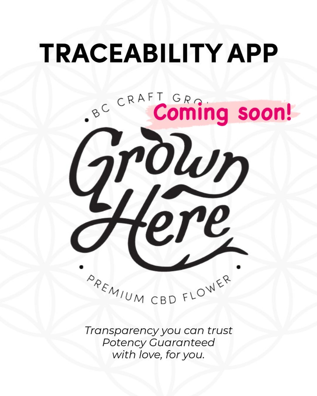 10 years we’ve been dreaming of building this and thanks to the Ai revolution upon us we have finally been able to do it!! We are SO SO excited to launch our traceability app this year!! Full transparency, potency guarantee. Living our values through and through. We’ll be live before October 30! For a sneak peak take a look at trace.grownherefarms.com
