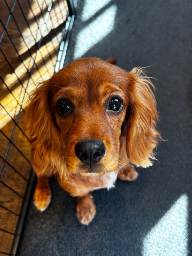 The newest member of the Simon family. Say hello to Buddy! 🐾