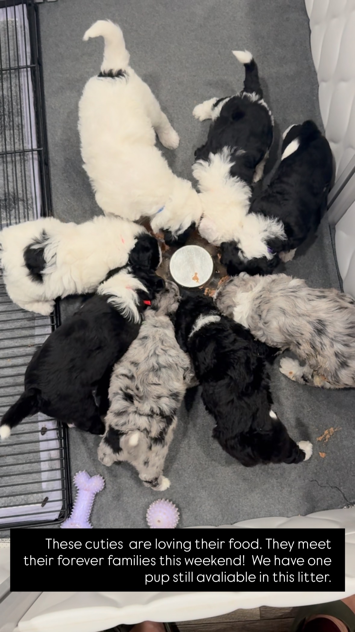 They love their food!! Growing so fast! They are already 4 weeks old! There is still one spot available in this litter. We will know which puppy after puppy selection this weekend.