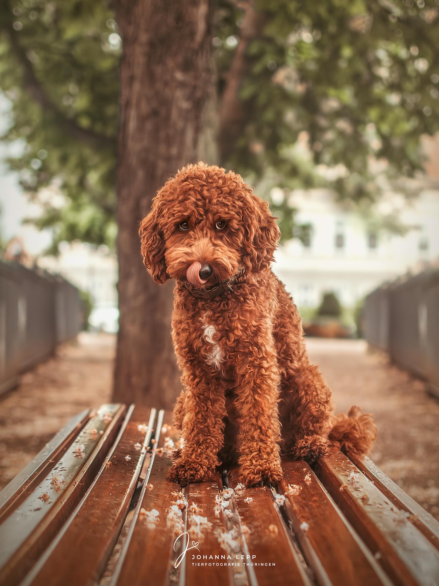 Ich mache für heute Feierabend am Rechner und starte erstmal bis Montag in den Spätdienst. 🫡
Ich hoffe ihr habt ein schönes verlängertes Wochenende 🤗☀️
•
Du hast Fragen oder möchtest direkt ein Shooting buchen? Meld dich gern 🌸
📧 info@tierfotografie-thueringen.de
💻 www.tierfotografie-thueringen.de
#hundefotografie #tierfotografie #thüringen #tierfotografieth #poodle