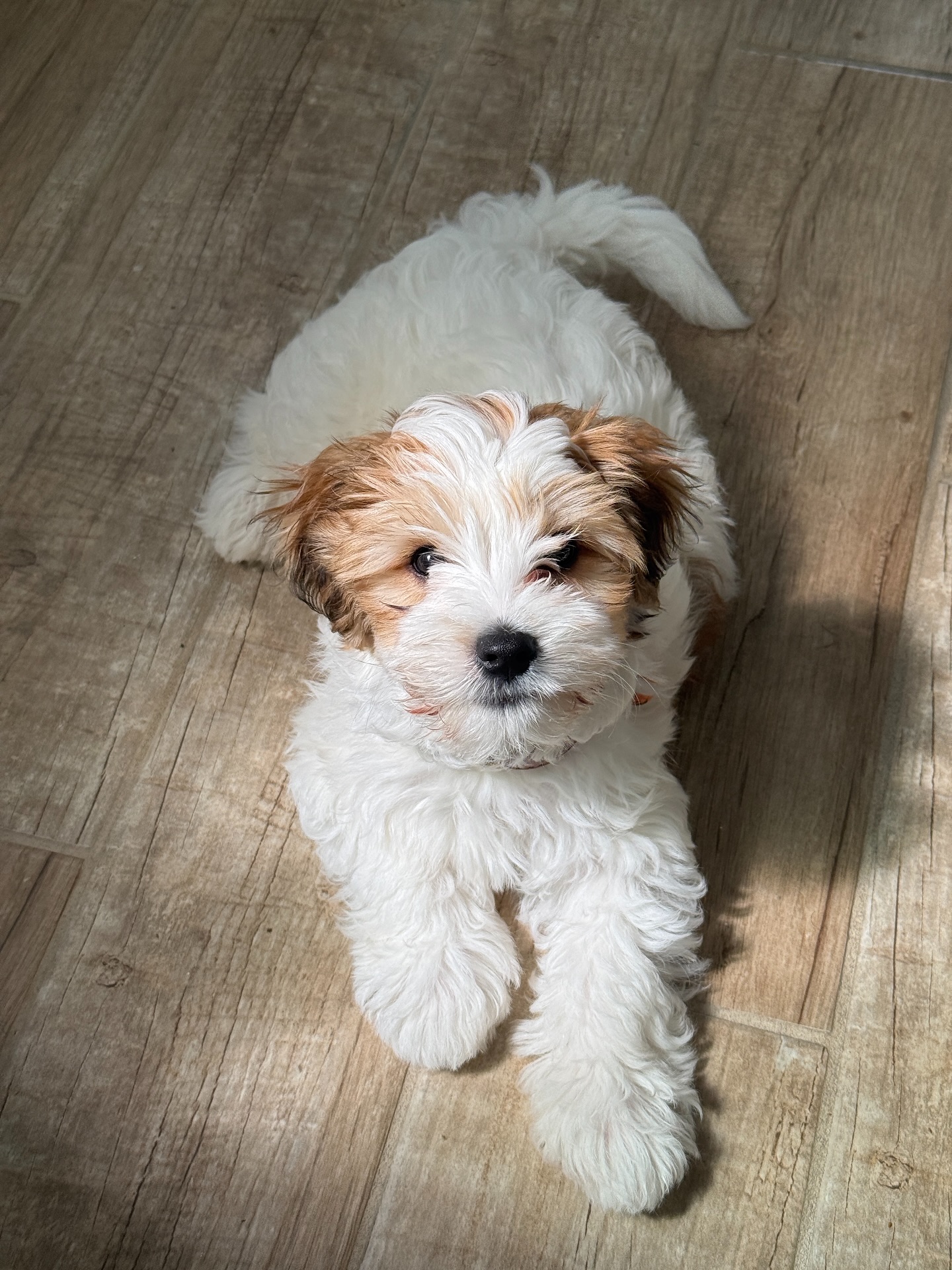 Hi there! Every great photographer needs an assistant… mine just happens to nap on the job 🐶💤
@mickeythedognotmouse joining the team officially!
#MickeyTheDogNotMouse
#DogsofInstagram
#PhotographersLife
#PortraitAndPaws
#CreativeCompanion
#BrooklynPhotographer
#NewHavenPhotographer
#BehindTheLens
#DogModelEnergy
#LifestylePhotography
#CandidMoments
#PetPortraits
#WeekendVibes
#ChasingLight