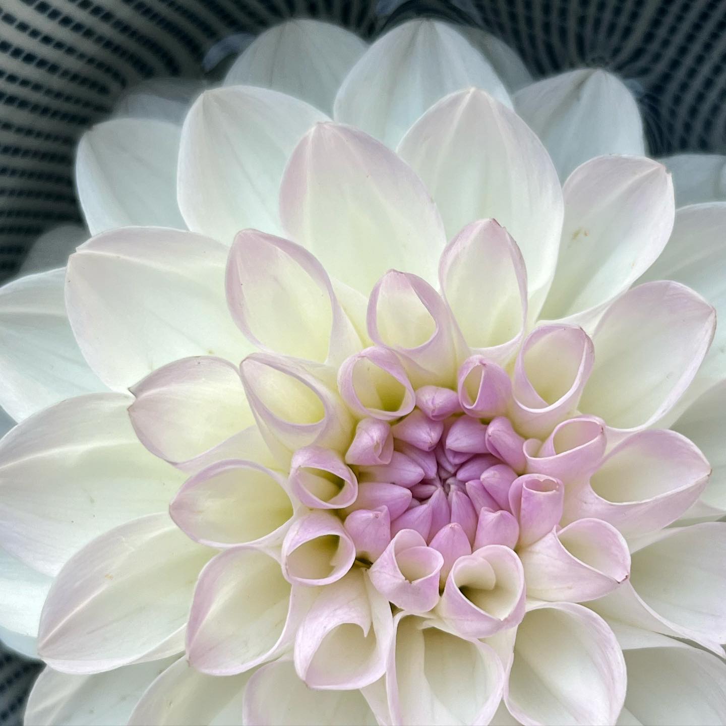 Our 💜DAHLIA BLOOM BAR POP-UP💜 yesterday was so much fun, we’re doing it again today!
For those of you who wrote to say Friday eve would work better, this one’s for you!
🌻Today (Friday), October 3rd
🌻4pm-6pm
To all of you who stopped by yesterday… thanks a million. It was the first time doing a pop-up at our store, and we LOVED chatting with you.
Oh, and the dahlia cultivar in the photo is called “Eveline” — isn’t it lovely? We grabbed this one for ourselves to enjoy in our kitchen.
#dahlia
#dahliaseason
#flowerpopup
#flowersandbooks
#flowerfarm
#community