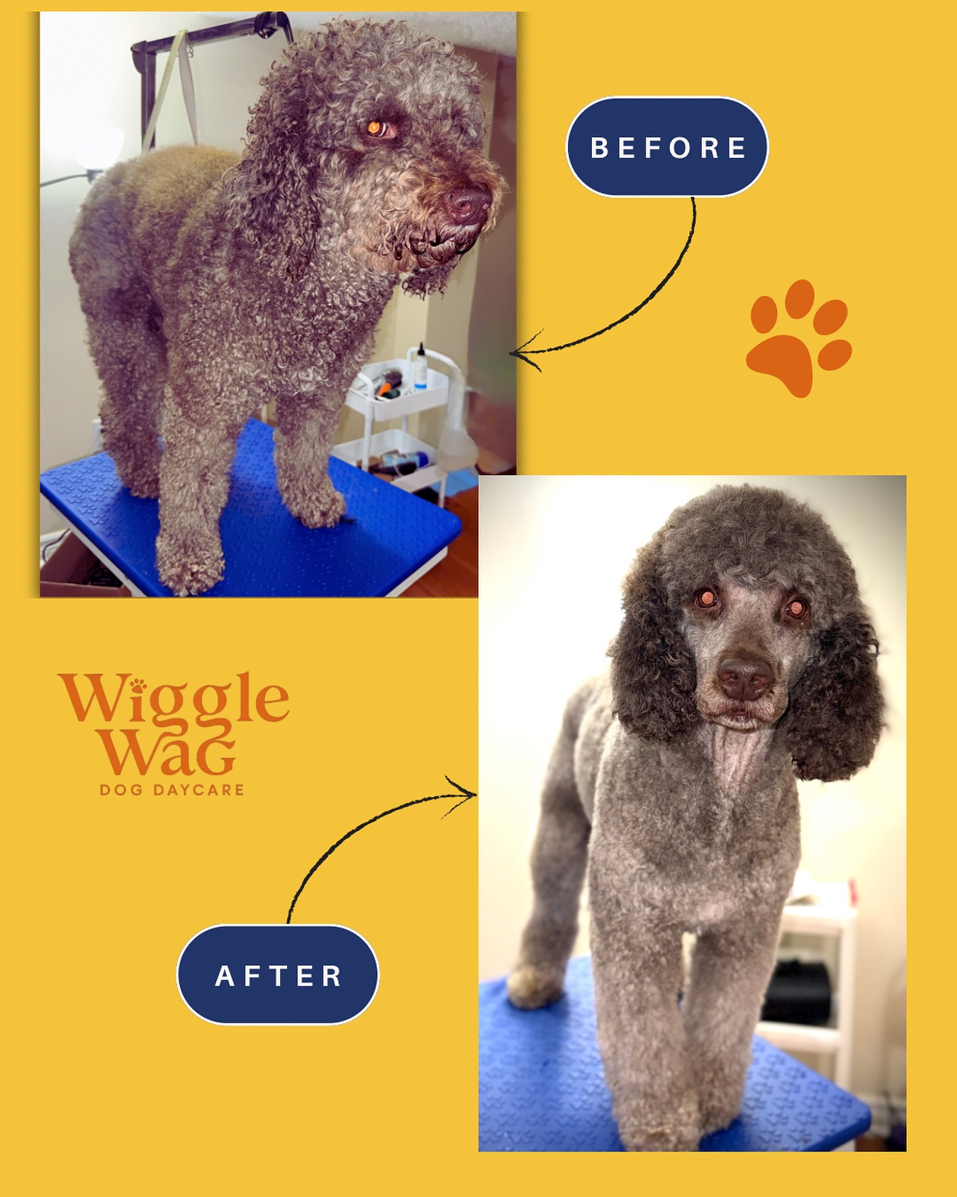 Patience pays off. This little poodle came in nervous and unsure, but with a little time, calm energy, and lots of reassurance, he finished his groom feeling happy and confident!
#GentleGrooming #WiggleWagGrooming #TrustAndCare #BramptonDogGroomer #wigglewagdaycare