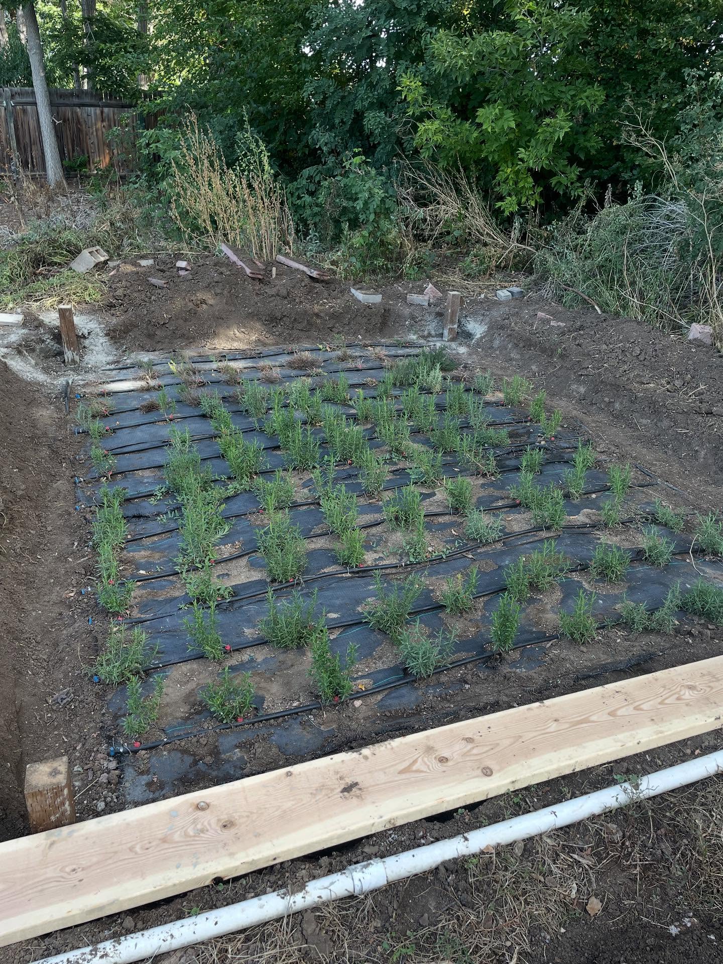 I’m building a thing! Right now, it’s hectic. Harvesting for the last few weeks of markets, digging up tons of potatoes every day, and starting to get everything ready for winter. Last year, I built a pretty crappy structure out of metal rods and plastic sheeting to overwinter my rosemary and thyme. It wasn’t good. This year, I am building an actual structure that will be just a frame (almost done) with removable poly-carbon panels that I attach in the winter. If this works, then I can keep these plants alive, don’t have to grow them from seed every year, and hopefully harvest more. Also, if it works, I plan to build 1-2 more for other crops like zaatar that it is just too cold to overwinter here.