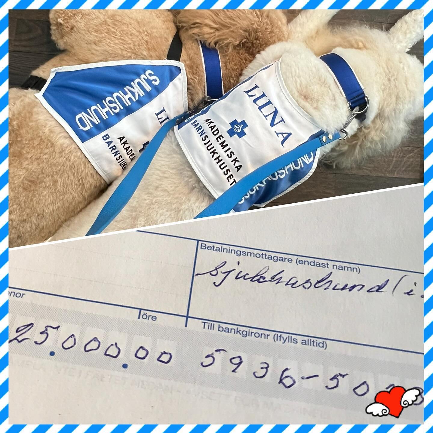 Författaren AnnBritt Säfström från Munkfors har nyligen gett ut boken Under ytan – och hela 25.000 kr av intäkterna har hon skänkt till Sjukhushund🙏❤️ Helt fantastiskt! Tack, tack! Tusen tack! Läs om Ann-Britt på vår hemsida: sjukhushund.se 🐶 #sjukhushund #sjukhus #hund #hospital #dog #Mälarsjukhuset #MSE #regiongavleborg #akademiskasjukhuset #under #ytan #gåva #tack #härlig #dag