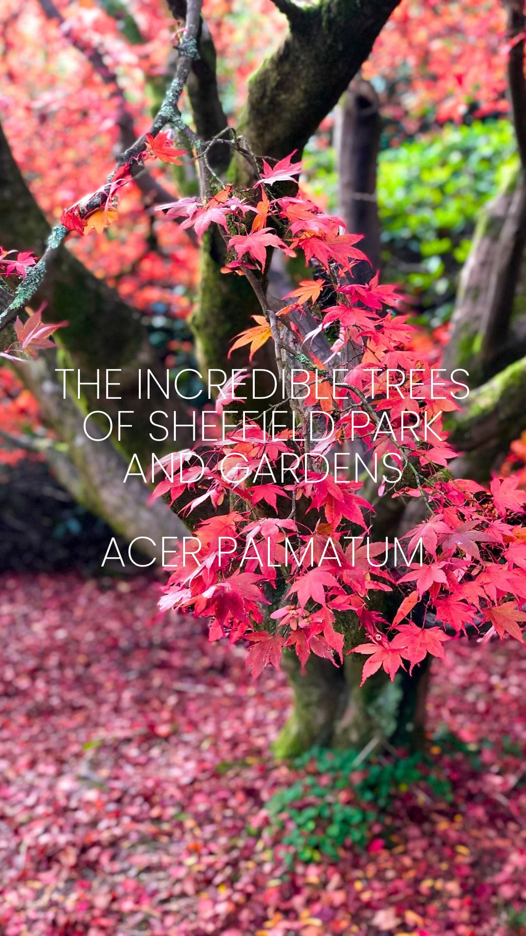 Part 1: Acer Palmatum AKA Japanese Maple
One of the most asked for trees by clients for autumn colour and it’s not hard to see why as they’re absolutely breathtaking at this time of year!
Sheffield Park and Gardens have over 250 of these beauties so if you’re a fan get yourself down there soon!
Acers are easy to grow in containers or in the ground and mostly prefer a sheltered, shady spot. However, they will still grow in more open and less sheltered areas, they just won’t get as big. Small and slow growing, they’re a fantastic choice for even the tiniest of gardens. They’re also a great choice of tree for our changing climate as they can tolerate a variety of conditions.
Any questions about Acers? Then pop them in the comments below 👇
Next up we’ll be talking Nyssa’s!
⸻
ABOUT: Joe Perkins Design is a multi-award-winning landscape design consultancy, creating innovative outdoor spaces that celebrate the environment, wildlife, and biodiversity. Working across the UK and internationally, we partner with clients who share our passion for sustainable and visionary design. Discover more about our work at: www.joeperkinsdesign.com