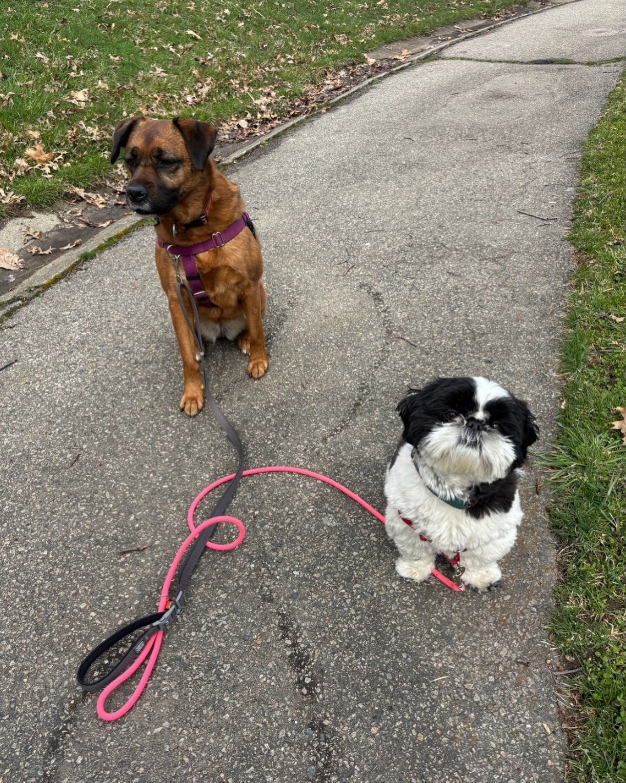 Good walks, great friends. ๐ถ๐๐พ #WagWithWilliam #FearFreeTraining #PositiveReinforcement