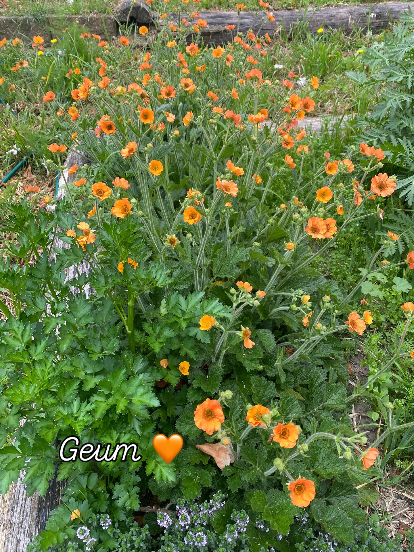 Herb garden looking pretty lush so far, the best bit though is the Geum!! Yes not a herb, but this is its happy place so here it is, something for the pollinators and for me to swoon over. 🧡
#totallytangerinegeum #imustgrowflowers #flowersformykitchentable #ilovewithspring #geum