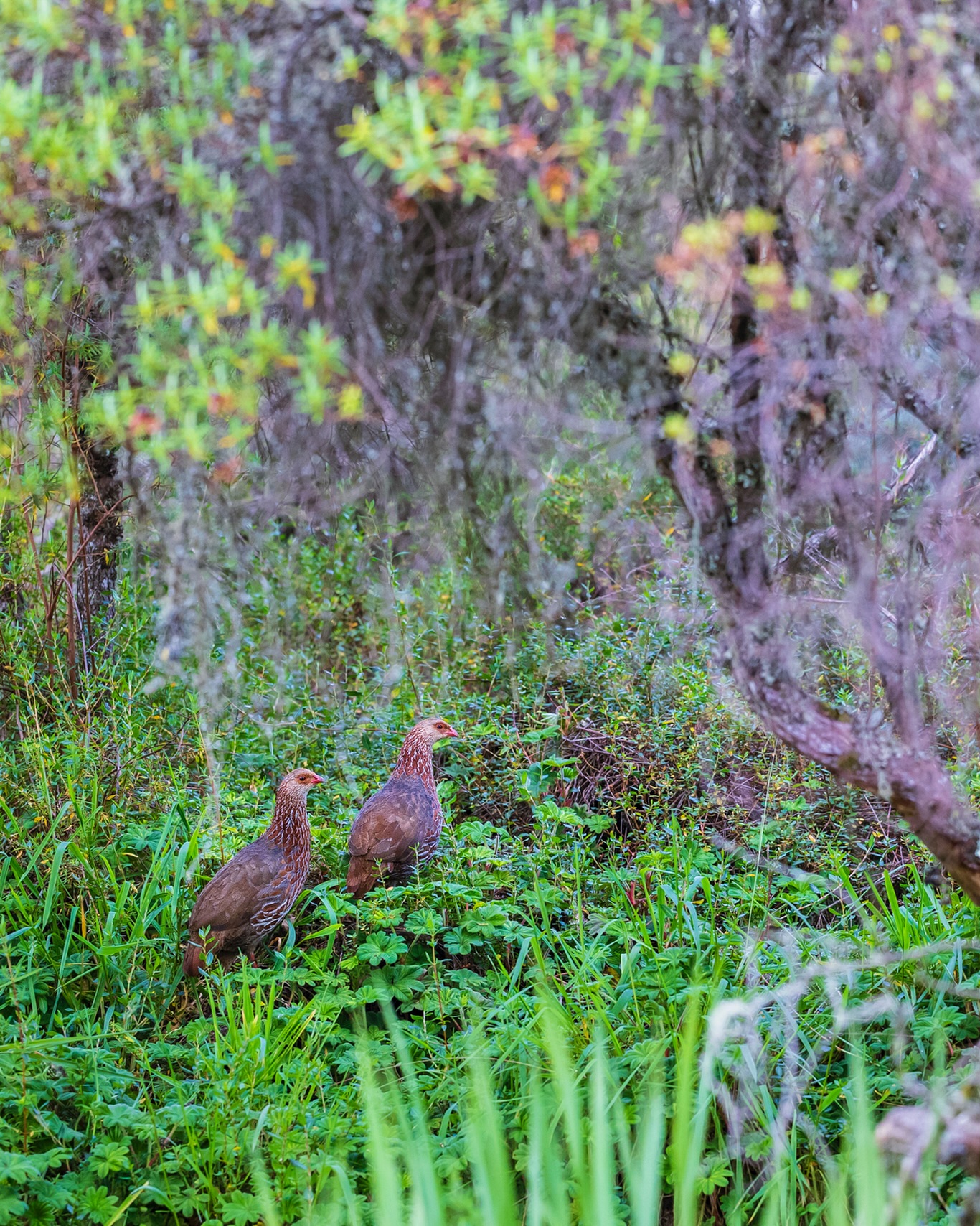 If one seeks stability, do not take guidance from those who thrive on instability.
☆
Jackson’s Spurfowl
☆
#birdman #birdsofig #birding #birdwatching #birders #birdnerd #birdingtrip #birdingtours #birdphotography #birdwatchingtours #birdistheword #bird_brilliance #birdsasart #birdsofafrica #birdsofeastafrica #birdsofkenya #birdingkenya #africanbirds #grayhoodedgull #africanamazing #africanature #acacia #thisisafrica #goldenlight #goldenhour #eye_spy_birds #riftvalley #jacksonsspurfowl #birdyourworld