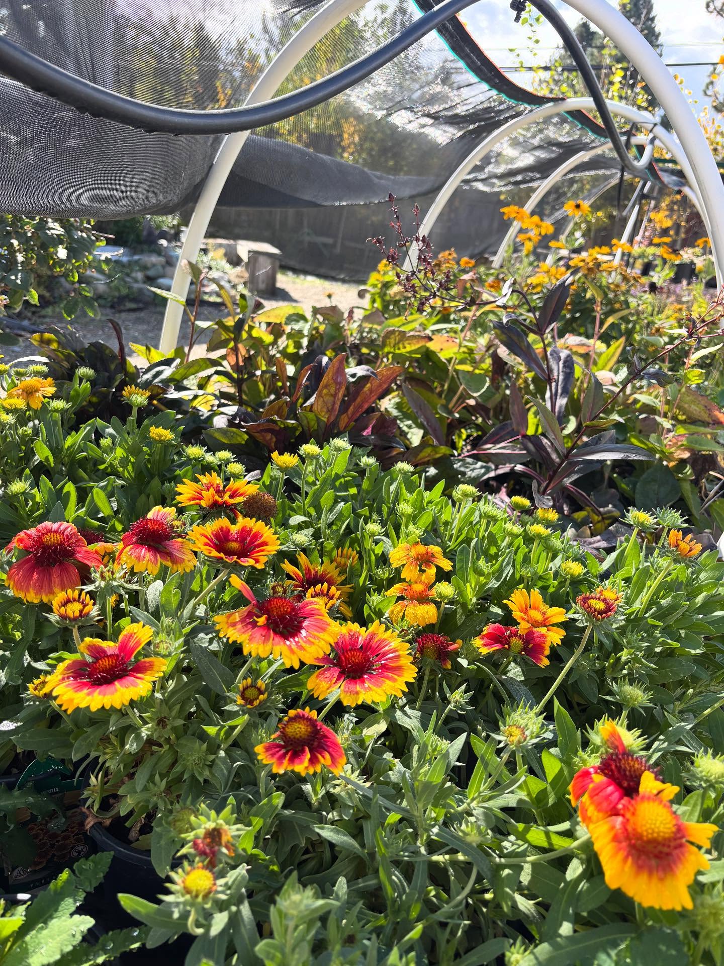 It is absolutely beautiful in here. Fall has been so good to us. We are starting to put things to bed…. but there is still a ton of flowers 🌺 , shrubs🌿 and trees 🌳 showing off!
Fall Hours: Fri-Mon 10-4