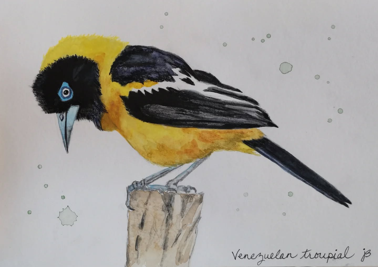 Day 2 #Birdtober2025 #birdtober
This year I'm using watercolor, neocolors II, pencil crayons, charcoal, and gelly roll pens. Whatever floats my 🐦
I'm working on Clairefontaine watercolor paper 5.8x8.3" (A5) cold press paper.
@aholmesartstudio #ilovebirds #bird #birdartist #birdart #birddrawing #birdpainting #birdillustration #birdnerd #birbs #painting #drawing #illustration #birdchallenge #watercolorart #watercolorpainting #pencilsketch #fabercastell #clairefontainepaper