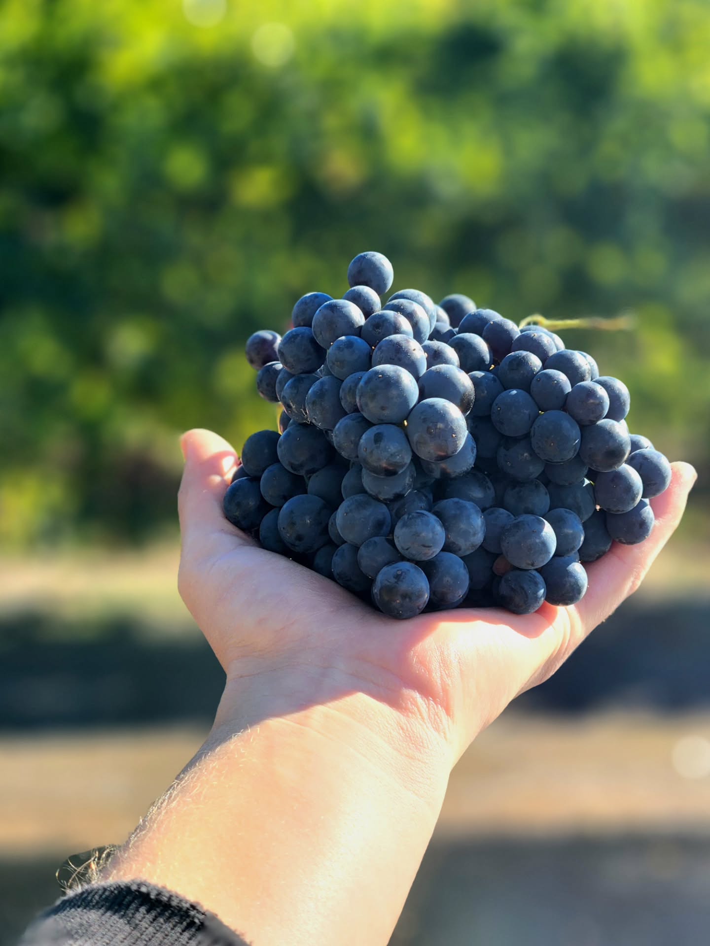 Harvest continues!
This week we’ve been busy with our hybrid reds — Baco Noir, Frontenac, and Marquette. Now crushed, destemmed, and happily fermenting away in the cellar.