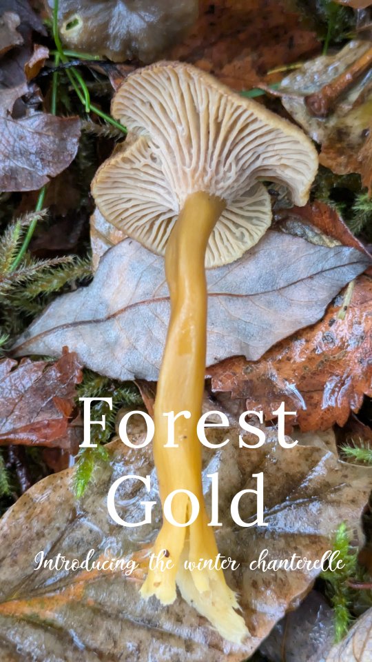 Do you pick this mushroom? 🍄🟫👌
It has many names including winter chanterelle, golden trumpet, trumpet chanterelle, and yellow legs. Craterellus tubaeformis is the Latin for this chap and note that the common names are used for several closely related species. It's a great edible being relatively easy to ID and abundant. Having said that the forest is home to many brown and yellow fungi so please have your white about you and stick to the identification features.
- Found in mixed woodland in the autumn. I see them growing around conifers and beach mostly up here on the West coast
- brown caps, often hard to see amongst the leaf litter. Central dimple or hole. These can be quite round like in my video but as they grow they can get more trumpet like in shape.
- Spacious grey/brown gills that are more folds or wrinkles (like golden chanterelles)
- yellow/orange hollow stem, sometimes looking like two stuck together (yellow legs)
- several very similar related species (all edible) but have slightly different colours and gills/folds/wrinkles
Craterellus tubaeformis // yellow legs