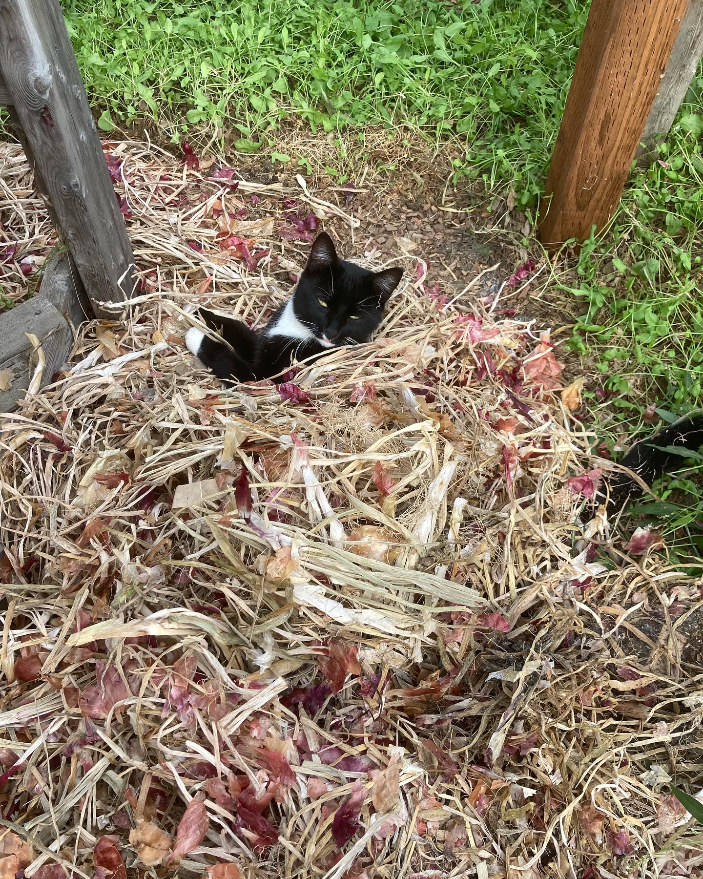 Happy October, y’all! Thank you to everyone who came out to @farmersmarketatsandpoint today! I hope everyone is enjoying this warm, sunny weather!