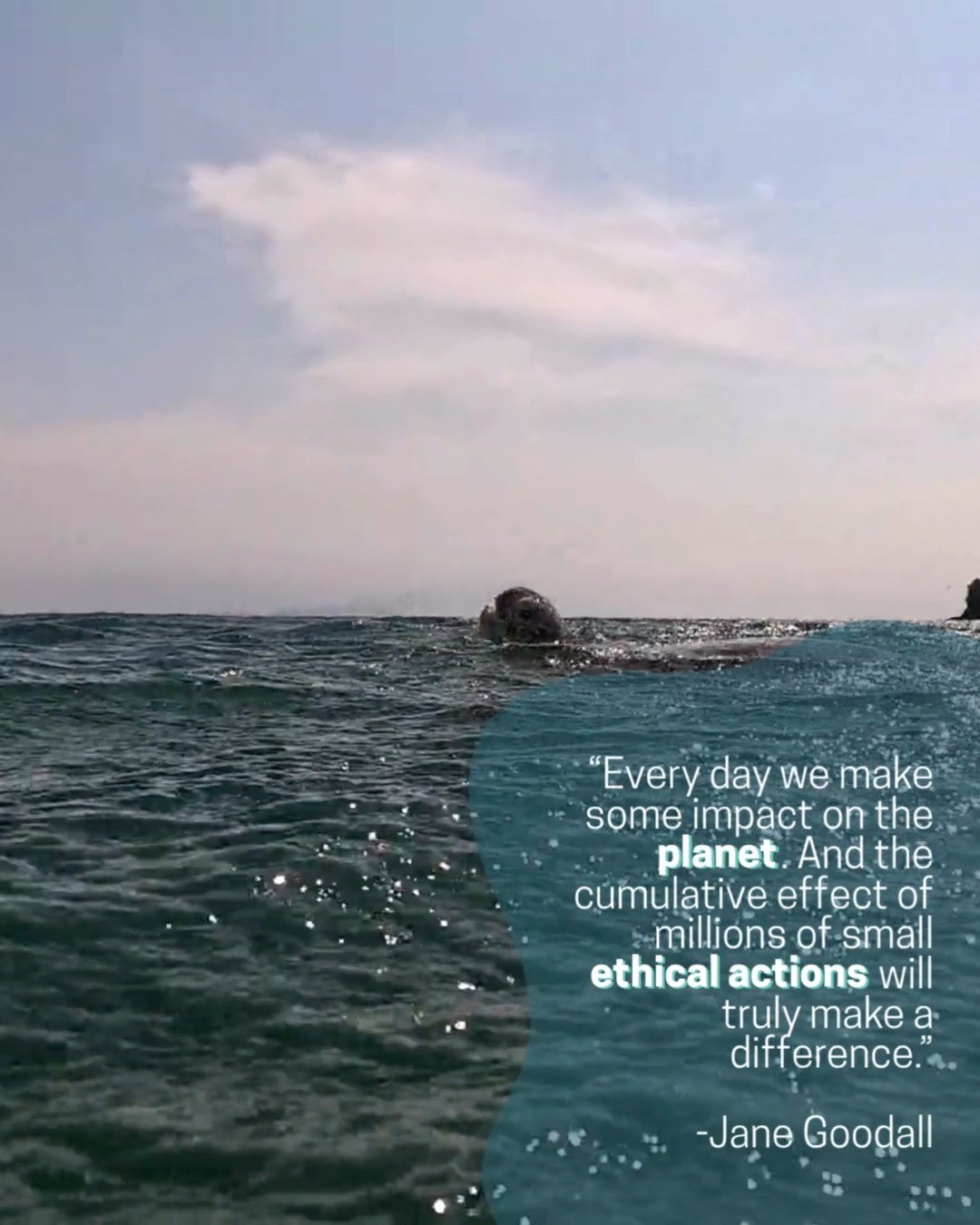 At Sea Turtle Oversight Protection, we carry the message of Jane Goodall forward. Each hatchling guided safely to the ocean, each beach protected from pollution, and each volunteer who gives their time reflects the power of her words. Small actions, multiplied, become waves of change.
Dr. Goodall’s legacy is a call to action: to care, to protect, and to never lose hope for a better world. 🌱🐢
Rest peacefully, Dr. Goodall. We will honor you through action.
#ResistExtinction #JaneGoodall #SeaTurtleOversightProtection #LegacyOfHope