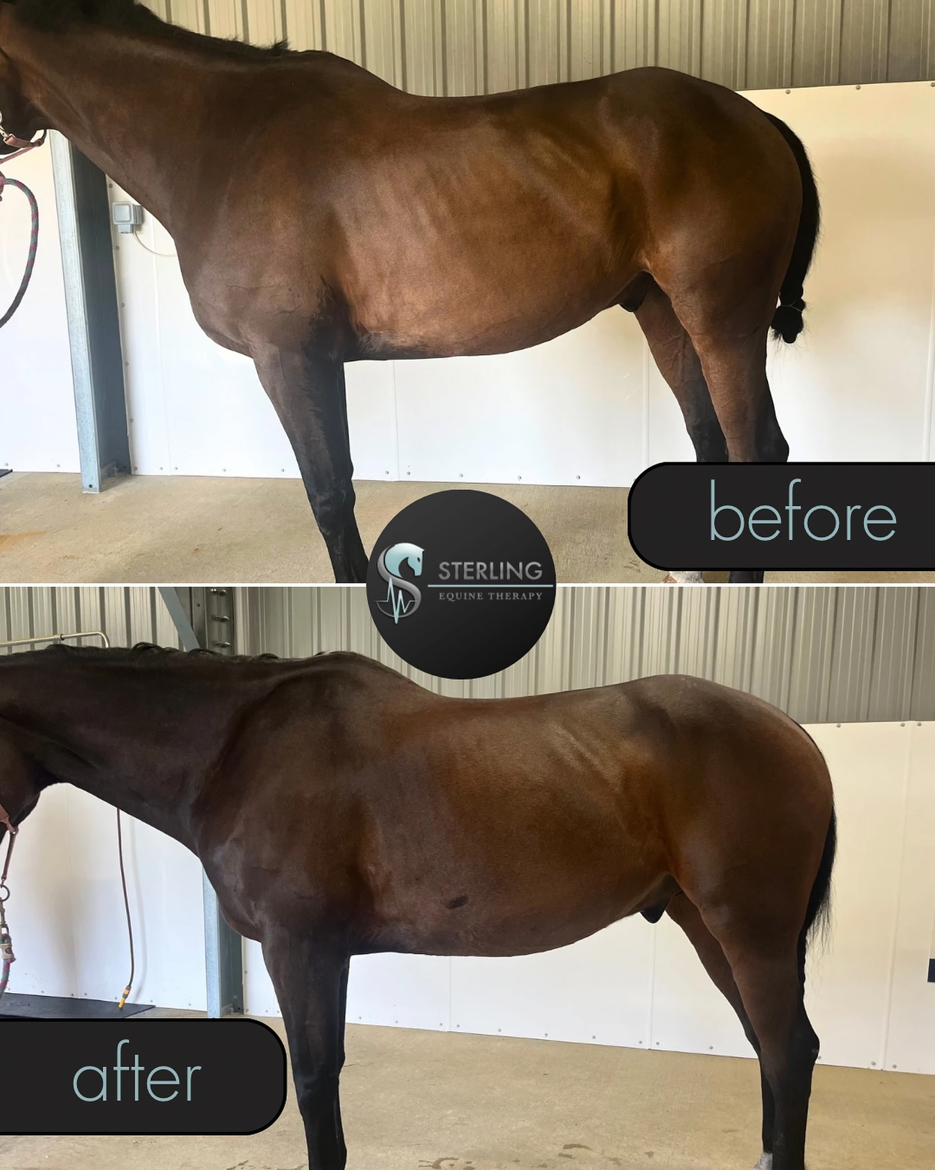 🌟 Felix’s Friday Transformation 🌟
Felix has just wrapped up his 6th hydrotherapy session 💧🐴 and the changes are already shining through — stronger topline, better muscle development, and a horse who’s really thriving in his work! ✨
Hydrotherapy is brilliant for targeting core stability, building strength, and supporting healthy posture — all without the wear and tear of harder ground.
We’re so excited to see where the next stage of Felix’s journey takes him 🙌💙
#FeelGoodFriday