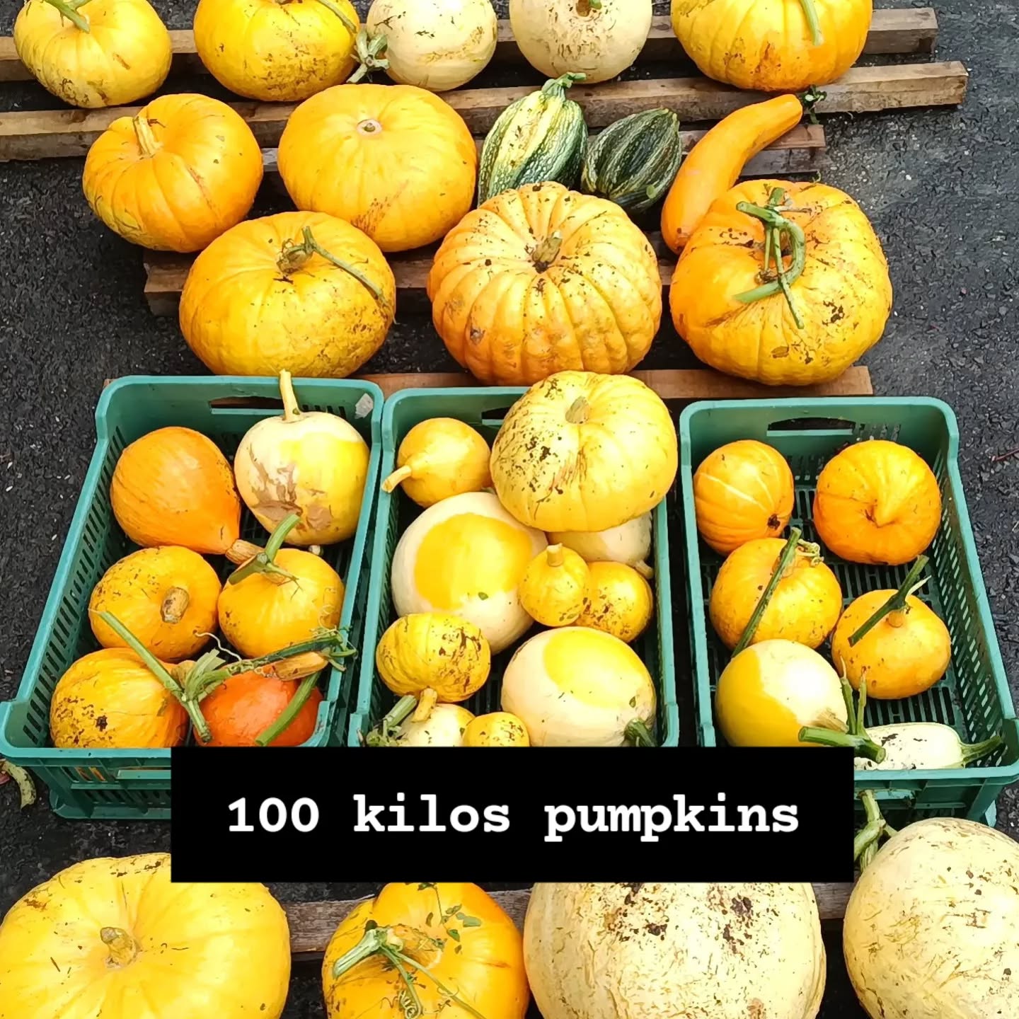Step one in storing pumpkins - leave them out in the sunshine for a day or so to dry off.
Step two, coming soon.
Shame it's going to rain constantly for the next week.
There are over 100kg here. I haven't weighed them, but if I am wrong, you can slap me with a kipper and take away my private pirate's licence.