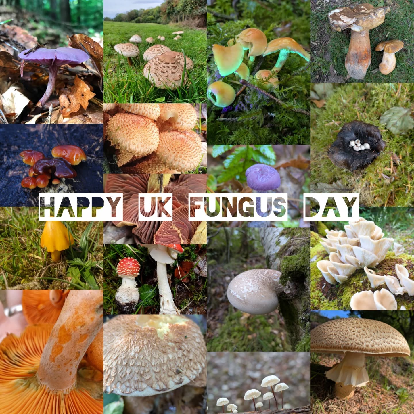 Happy UK Fungus day to all of our @association_of_foragers and followers 🍄🍄🟫🙌
May your woods be great and your baskets full 😎🌳
