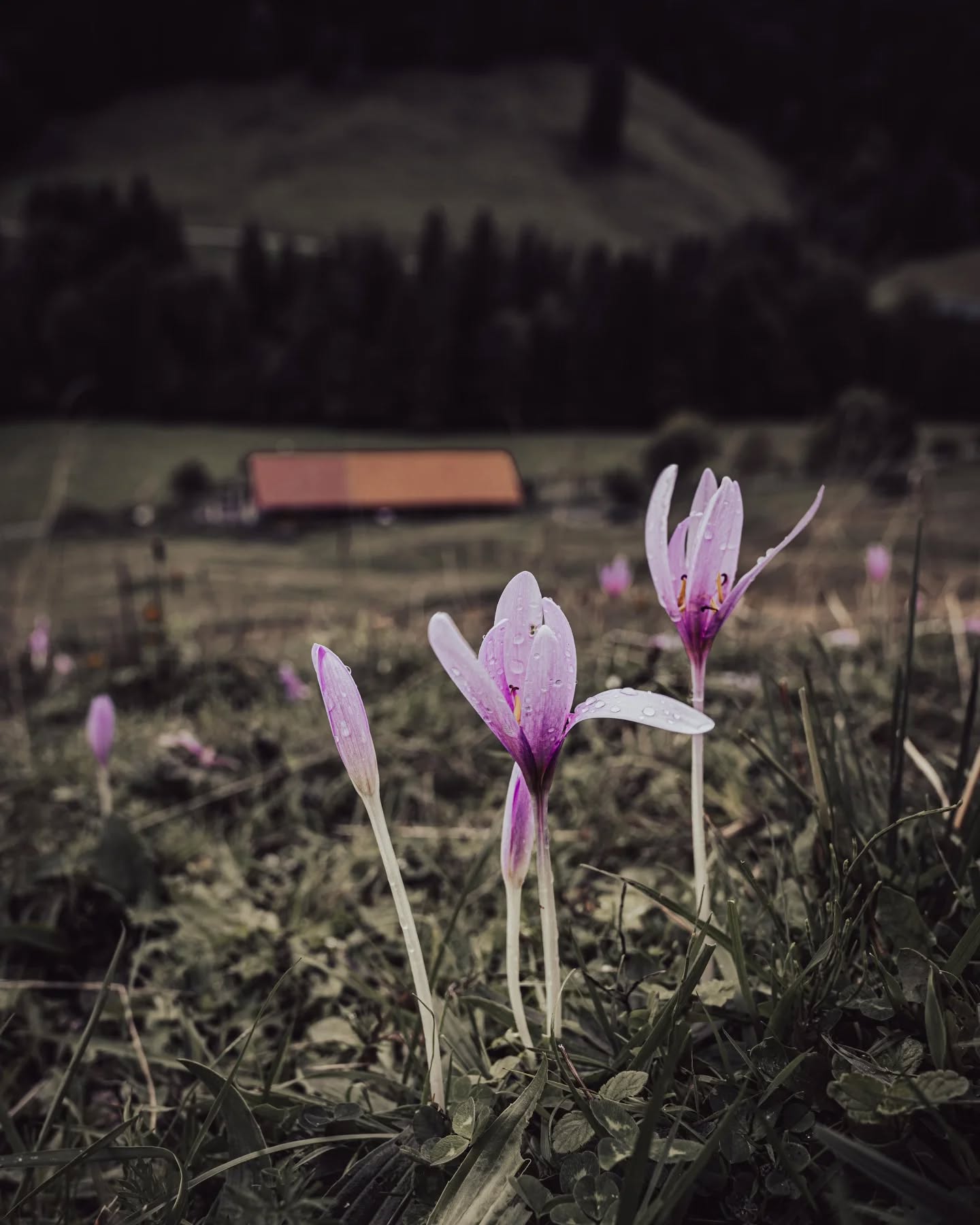 Blume des Abschieds. Die Herbstzeitlose (Colchicum autumnale) kündigt zwischen Spätsommer und Oktober das Ende des Bergsommers an. 
Während unsere Rinder inzwischen wieder gesund und vollständig auf ihren Heimatbetrieben angekommen sind und sich die Natur nach und nach auf den Winter vorbereitet, zählt die Herbstzeitlose zu den letzten Blüten des Jahres. 
Ihre violetten Blütenkelche scheinen im verblassenden Grün der Weiden aus dem Nichts zu kommen, denn ihre Blätter erscheinen erst im Frühjahr, lange nach der Blüte. 
Doch ihre Schönheit ist trügerisch: In all ihren Teilen steckt das Gift Colchicin, das tödlich sein kann. Weidetiere meiden sie in der Regel instinktiv, und so habe auch ich in den letzten Wochen beobachtet, dass unser Weidevieh sorgsam um die Blüten herum frisst. 
Für späte Insektenarten ist die Blüte der Herbstzeitlosen dagegen eine wichtige Nektarquelle und trägt dazu bei, dass Wildbienen, Schwebfliegen und Falter noch Nahrung finden, bevor der Winter kommt. Ihr Vorkommen ist zudem oft ein Hinweis auf wenig gedüngte Wiesen und deutet auf naturbelassene, artenreiche Lebensräume hin. Wir freuen uns jedenfalls über die letzten Blüten des Jahres und darauf, noch bis Ende Oktober hier den Bergherbst erleben zu dürfen. 
#alpesonnhalde #oberallgäu #allgäu #oberstaufen #alpwirtschaft #almwirtschaft #