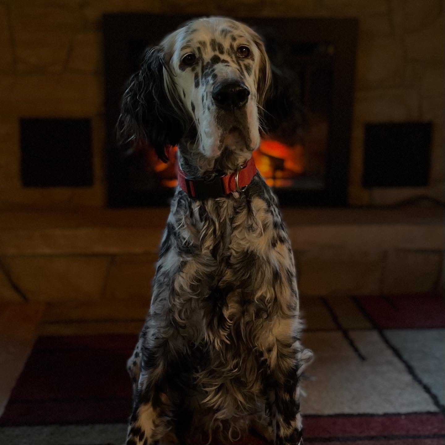 Autumn is our 6 year old setter. When I went to pick a pup from her litter, I really wanted an orange belton setter to hunt with our mostly blue (black and white) setters at the time, Willow and Nina. And there was a beautiful orange girl in that litter. But as a mentor once said, “the right pup is always the right color” and I came home with blue belton Autumn. By the numbers, she is the best grouse dog I’ve been owned by. In a household full of loving setters she is the most demonstrative in her affection. In the field get ready for some tense moments when she locks onto a running grouse. There will be stops and starts but she has learned to maintain contact without pushing too hard, providing shot opportunities over points on our super-jumpy NY grouse, often after long tracks.
#Birddog #ruffedgrousehunting