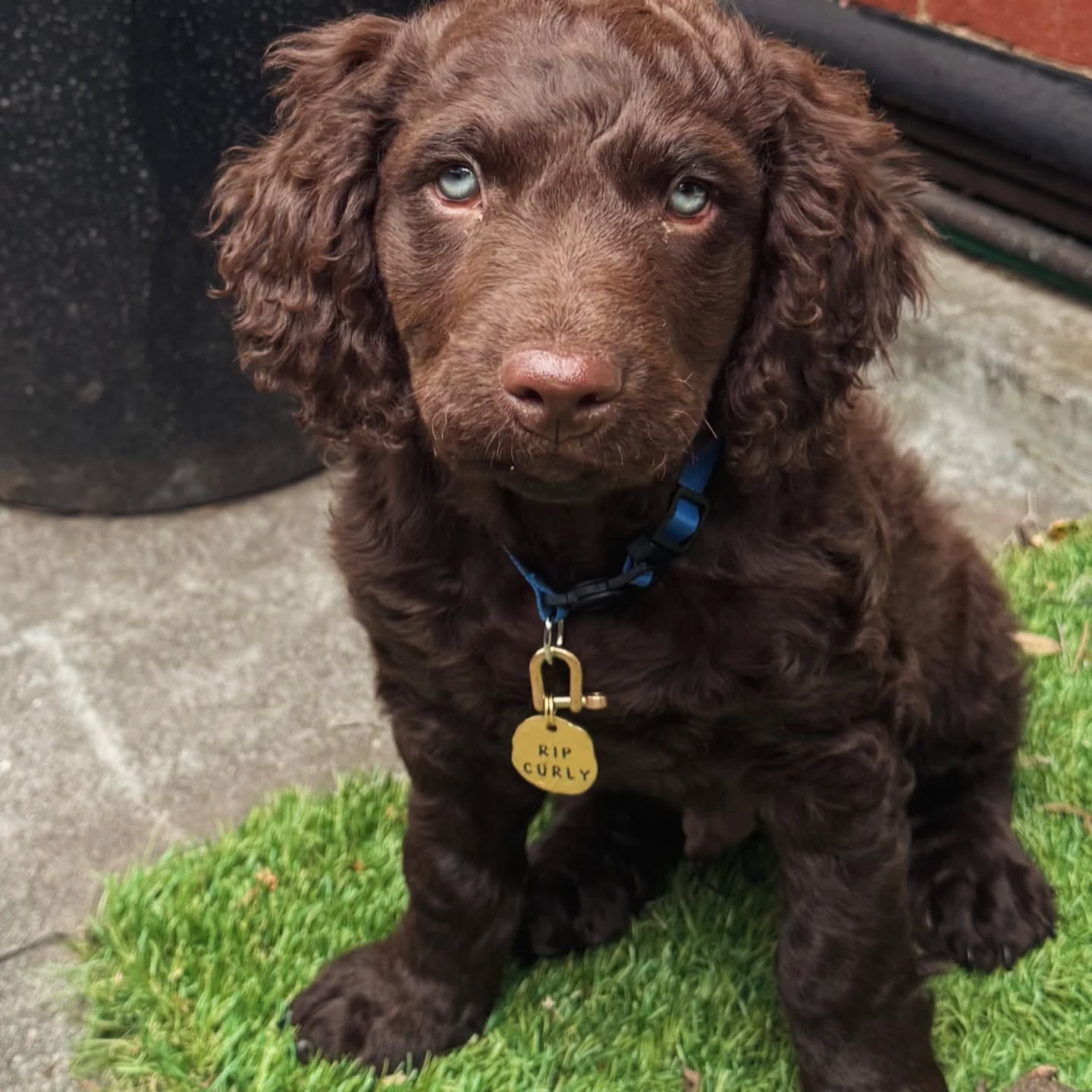 We're pumped to meet you and your curls this Sunday Mr Rip!
A few spots available in our October Puppy Prep course: www.mypettutor.com.au