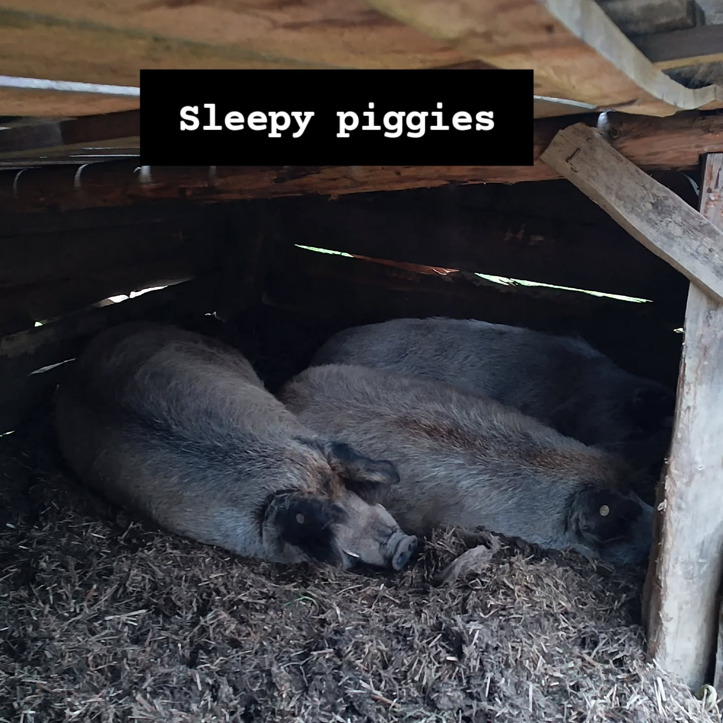 Even the piggies don't want to get up these days