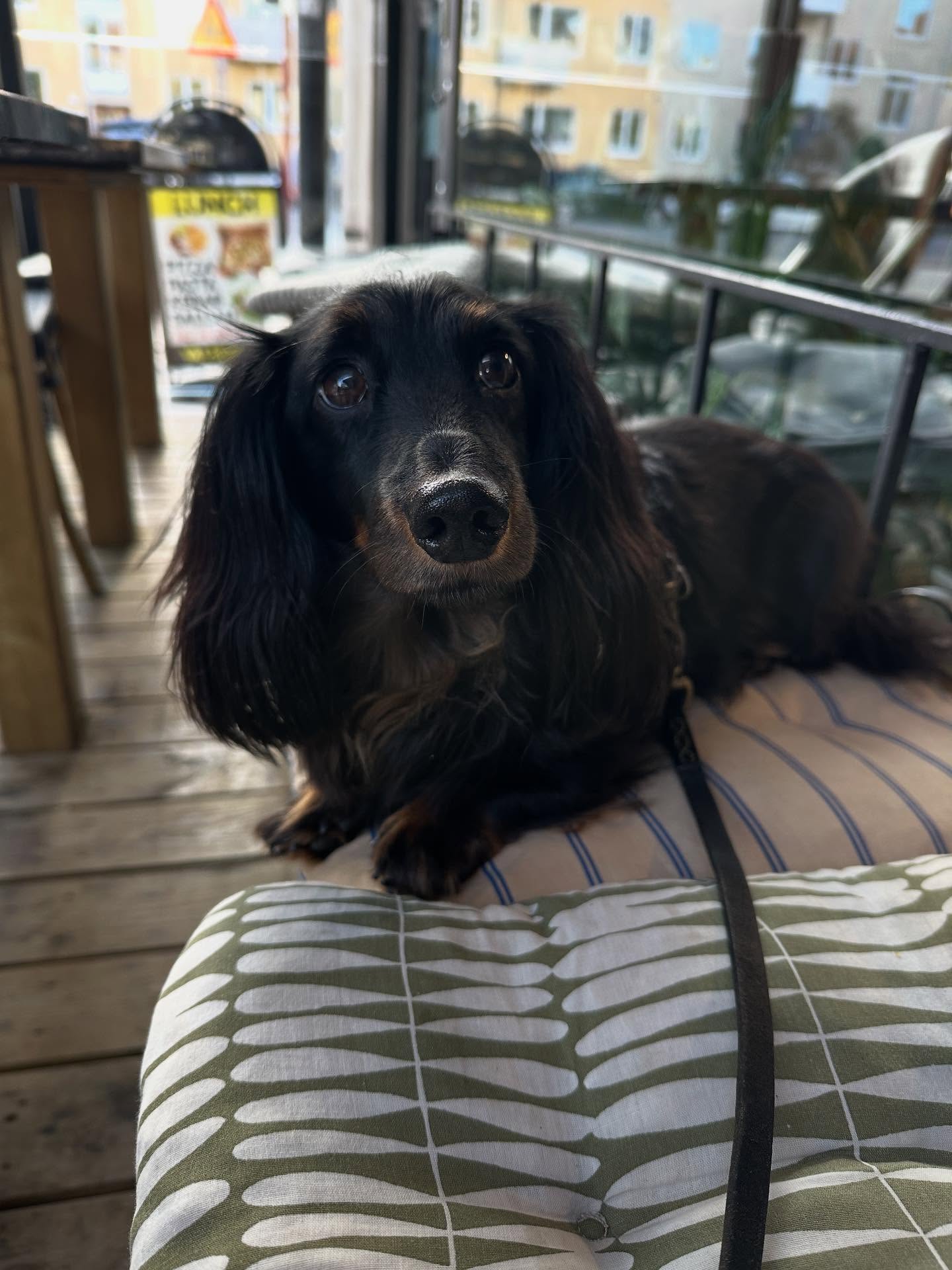 Lunch med min hund Bibbi idag!