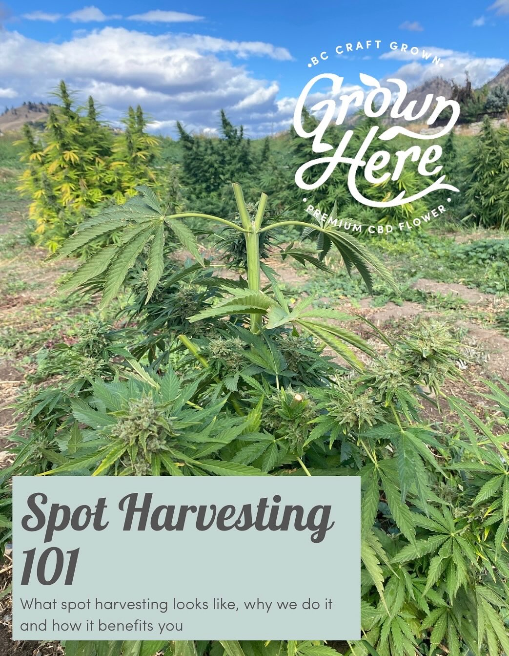 SPOT HARVESTING 101 - you’ve heard us say it many times, but what does it mean and how does it benefit you? Spot harvesting is the process of harvesting only the most mature branches of the hemp plant and allowing the remainder of the plant to stay in the ground to mature to its optimum potency. This means we do 3 to 4 passes through the field harvesting.
Most growers will harvest the entire plant at once, cutting it down like a Christmas tree and hanging the whole plant upside down to cure. While more efficient, it means there can be a lot of variability in potency from the bottom of the plant to the top of the plant - because those branches that get more light (at the top) will mature faster and have higher potency than those at the bottom of the plant (less light).
By spot harvesting, we cut only the branches off the plant that are most mature. Then we leave the balance of the plant to grow in the field to reach optimum maturity. This gives us a consistent potency in our plants, because we’re harvesting all of the plant at its ideal maturity and potency.
Weve included some photos so you can visually see what this looks like in the field. You’ll notice on the spot-harvested plants, they’ve been topped off and the bottom branches are still growing.
Though this means 3 - 4 times the labour and time for us, it also means we can stand behind our potency with our Potency Promise. Bringing you a premium quality CBD flower you can trust and rely on for consistent potency