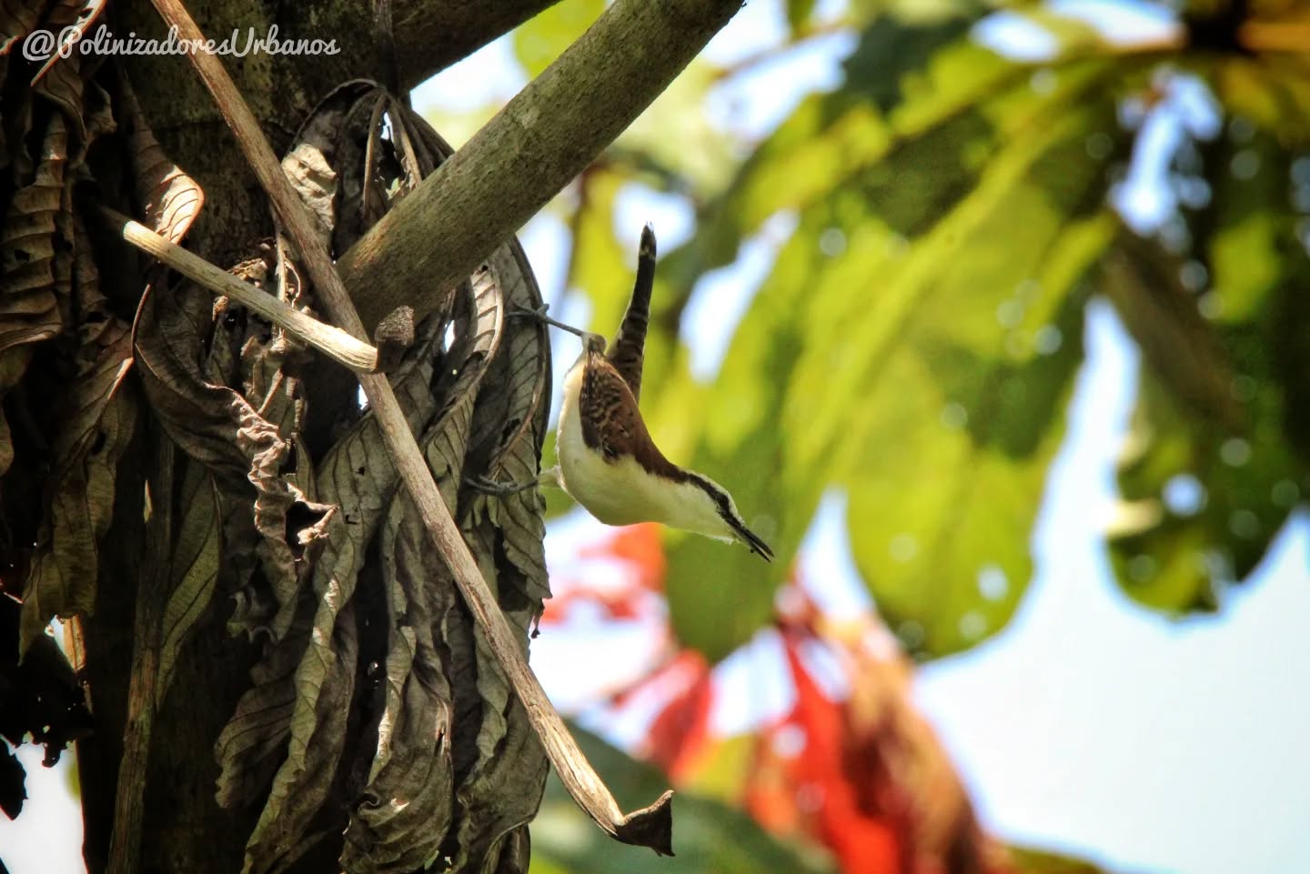 Ver una nueva especie de ave siempre es interesante, esta vez me tocó observar a la matraca de espalda rufa 𝑪𝒂𝒎𝒑𝒚𝒍𝒐𝒓𝒉𝒚𝒏𝒄𝒉𝒖𝒔 𝒄𝒂𝒑𝒊𝒔𝒕𝒓𝒂𝒕𝒖𝒔, pariente cercana de la matraca chiapaneca (también conocida como chupahuevo) 𝑪𝒂𝒎𝒑𝒚𝒍𝒐𝒓𝒉𝒚𝒏𝒄𝒉𝒖𝒔 𝒄𝒉𝒊𝒂𝒑𝒆𝒏𝒔𝒊𝒔
Si nos damos cuenta a diferencia de la matraca chiapaneca, esta ave cuenta con alas moteadas y es un poco mas pequeña aparte de que no es muy común verla cerca de la ciudad
Cuidemos nuestra diversidad de aves 🦅🦜🦉
#naturaleza #aves #TuxtlaChico #educacionambiental #biodiversidad