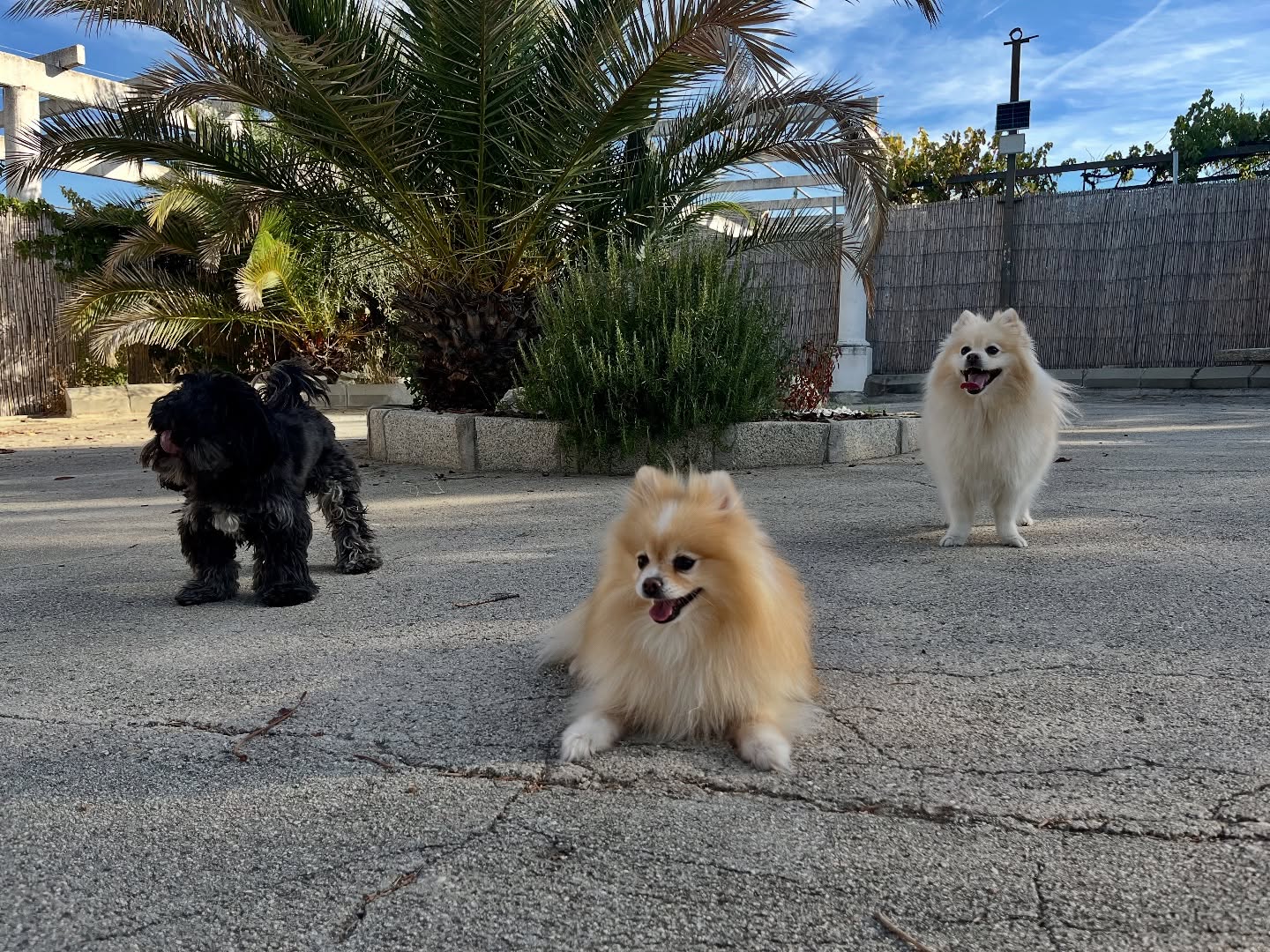 #cuidadoresdeperros #madrid #mascotas #españa #igersmadrid #perros #dogs #dogsofinstagram #perrospequeños #dogslife #dogfriend #fotosdeperros #comoencasa #vacaciones #doglover #pomeranian #chihuahua #caniche #bichón #bichonmaltes #shitzu #shitzulovers #pomerania #pomeraniaespaña #teckel #otoño