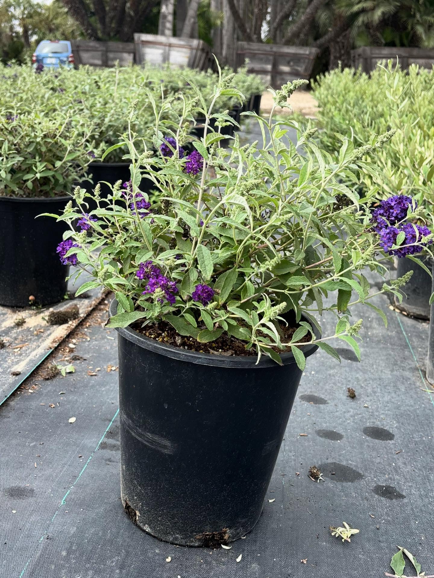 Check out what’s looking nice at West Covina Nurseries this Fall! Pictured in order (all 5 gallon): Buddleja ‘Buzz Midnight’, Boronia ‘Shark Bay’, Lomandra ‘Breeze’, Alyogyne ‘White Swan’
Place your order today! (805) 964-8270