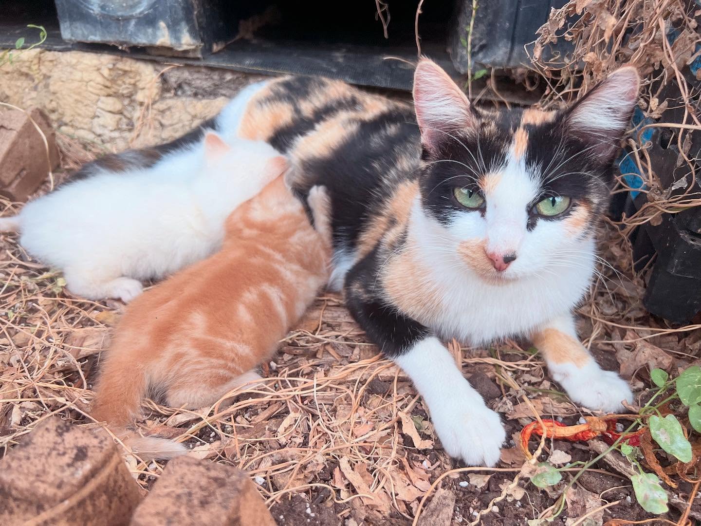 Mama Cheryll’s last litter (she sneakily holed up and gave birth before i could bring her in for TNR). After the little ones are weaned off she’ll go to @kcpetproject to be spayed, with these new kittens following soon after.