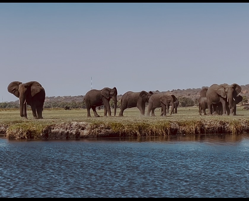 It’s funny how life moves in circles.
Here I am, back in a place I last visited 20 years ago.
Back then I was following a vague notion of a dream birthed when I was sitting in front of the TV at about four years old.
A dream more like a memory.
A dream so sacred and fragile I didn’t dare whisper it to anyone.
It was simple: To understand these magical elephants and to live where they live.
Then life happened and pushed me to make more ‘sensible’ career choices, slipping quietly into the restless slumber of a modern existence.
Only to find myself, many years later, on the banks of this river, having travelled thousand of miles on an impulse.
Remembering.
Viscerally.
Inescapably.
The smell of the land made me cry the instant I set foot on it.
That’s when a tiny flame of hope was lit.
A quiet rebellion to maybe dream again.
Questioning the rules that seemed to have been set for my life.
And so the dream flickered and hibernated and flickered until it was not to be silenced again.
So here I am, some twenty years on, on the banks of the same river.
This time with my own child, maybe seeing the children of the elephants I saw last time.
But this time, at peace.
Finally having found my place - a land not unlike this one.
A land that smells of dust and dreams.
A land of a million stars.
A land where these creatures also roam.
A land where I can finally hear their song.
Home.
Finally home.
🐘🐘🐘