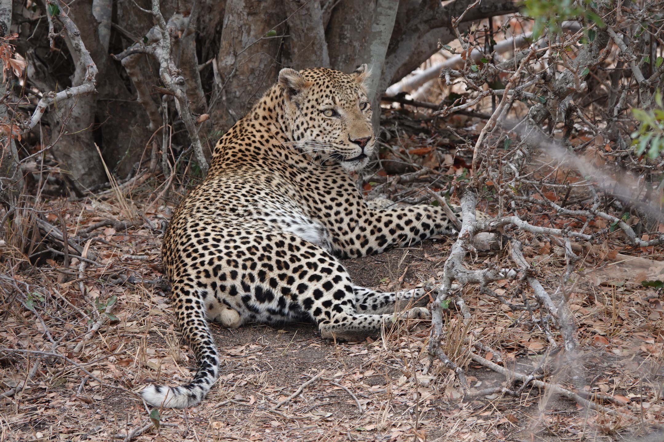 Every visit to the Kruger Park is a new adventure. This time in the Klaserie area in the center of the park. At this time of the year the Mopane trees are bare of leafs, the grass is low and the colours are in the range of yellow to red.
