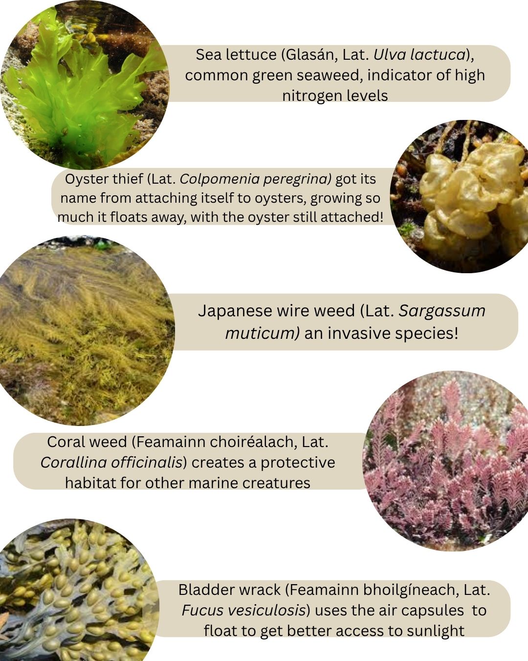 They come in different colours, countless shapes and a multitude of sizes and are vital for our ecosystems on a global scale; Seaweeds! Counting down the 10 final days of our shore survey, we want to inspire you until the very end, starting off with a broad collection of macroscopic marine algae, commonly known as seaweed, found on the Irish coasts. Seaweed species such as kelps can form vast kelp forests, a great environment for fish and other marine creatures to lay their eggs, feed and hide from predators. Other algae species are known to be a key player in global carbon capture and are responsible for producing a significant amount of Earth's oxygen, some numbers estimating it to be as much as 50%. However, these underwater forests are threatened by human activities like dredging and pollution, and are heavily affected by the consequences of climate change. Plan a survey in your local area now, and explore the complex varieties of seaweeds on your shores! https://www.coastwatch.org/
(Images via iNaturalist and Seaweed.ie)