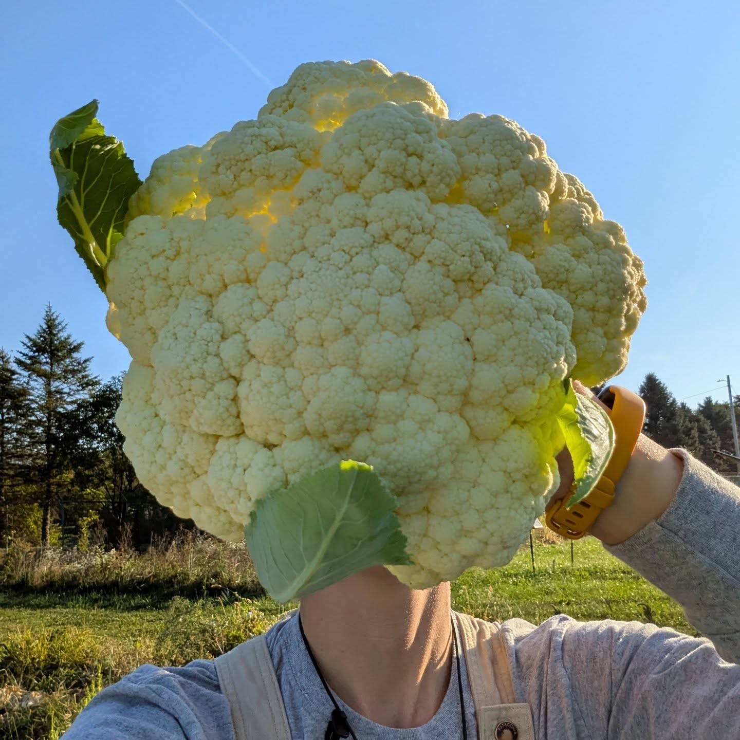 Let this be the sign you were looking for: you're going to want all this delicious food this winter. Our boxes are big, the flavors are huge, and so are a lot of the veggies!
CSA curious? We got you. We have a half season Holiday Share, so you'll be eating well until you ring in the new year.
Sign up now @ columbusfarmclub.com
#columbusfarmclub #csa #wintercsa #ohiogrown #knowyourfarmer #eat614