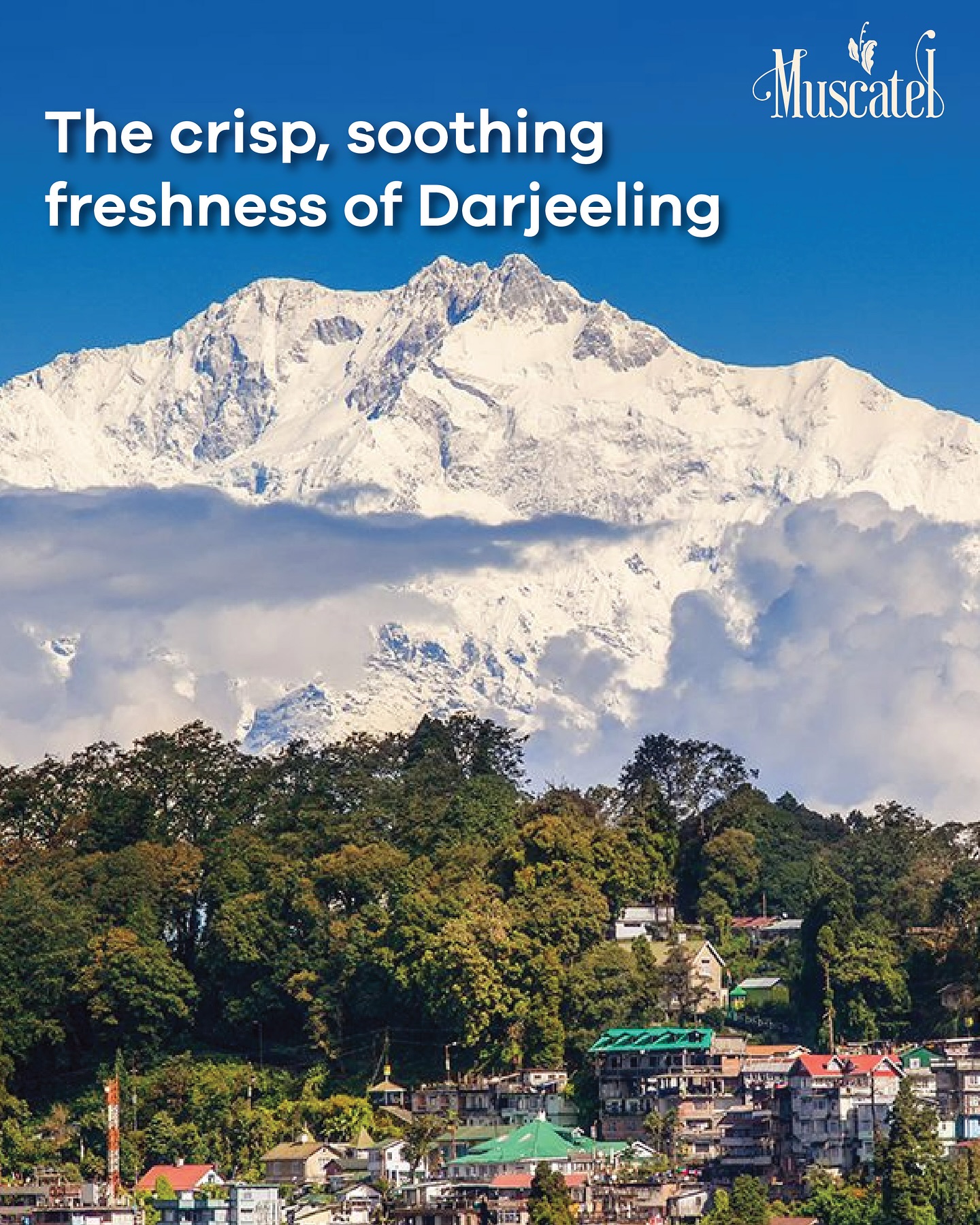 The freshness of Darjeeling isn