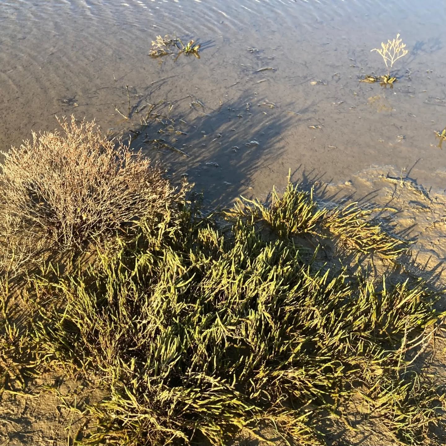 Great photos of Salicornia perennis/perennial glasswort from our Regional Coordinator, Mick Berry in Wexford @wexfordsubaquaclub @wexfordcoco @bsbibotany @biodatacentre