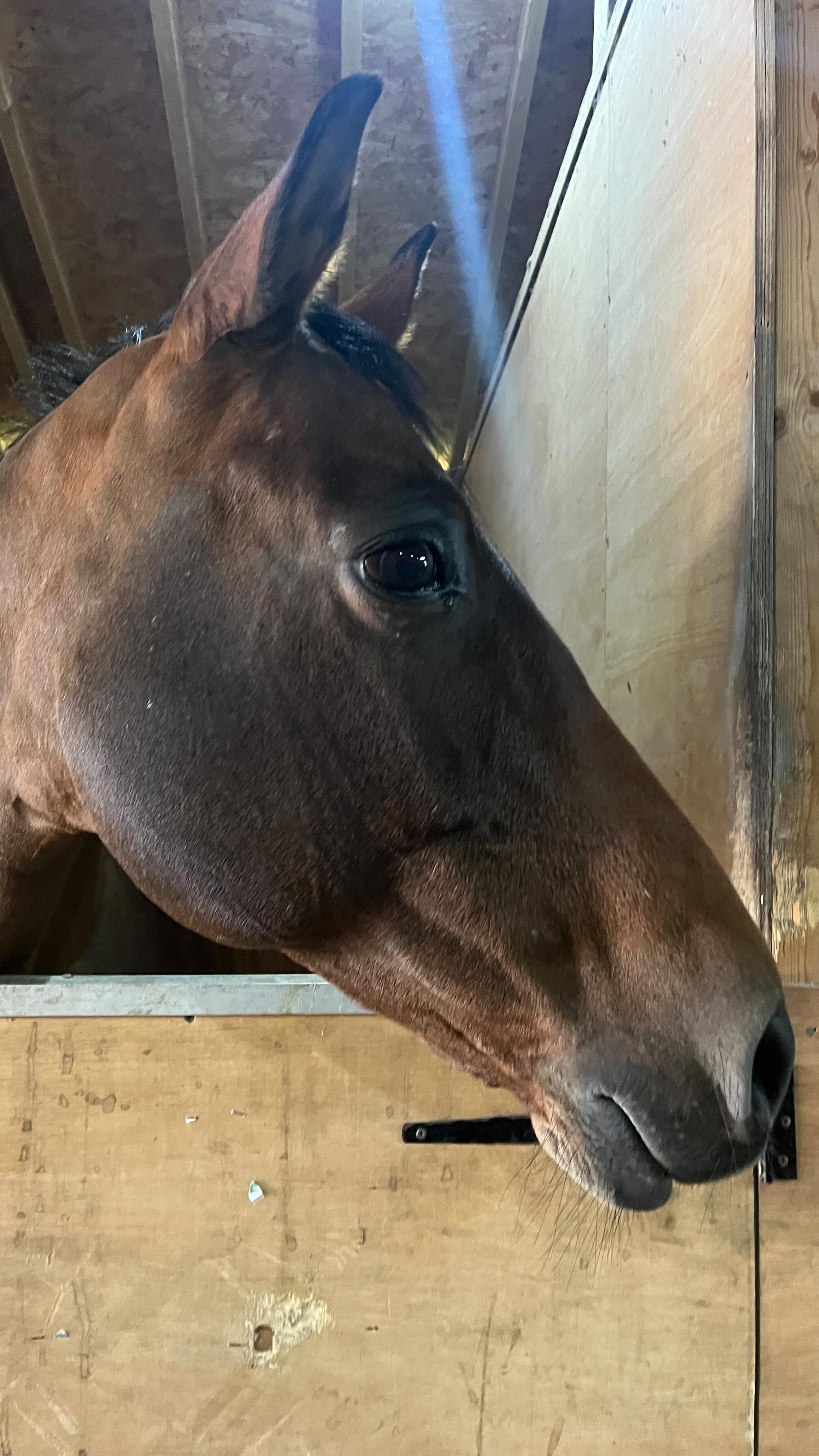 Beautiful Horse Communications 🐴💫❤️ I even received a healing from one of the horses 🙏🏻 very grateful for these moments 🥰 thank you for trusting in the process of the unraveling of each session 🙏🏻 #horsecommunication #pausebreathedoyou #grateful🥰