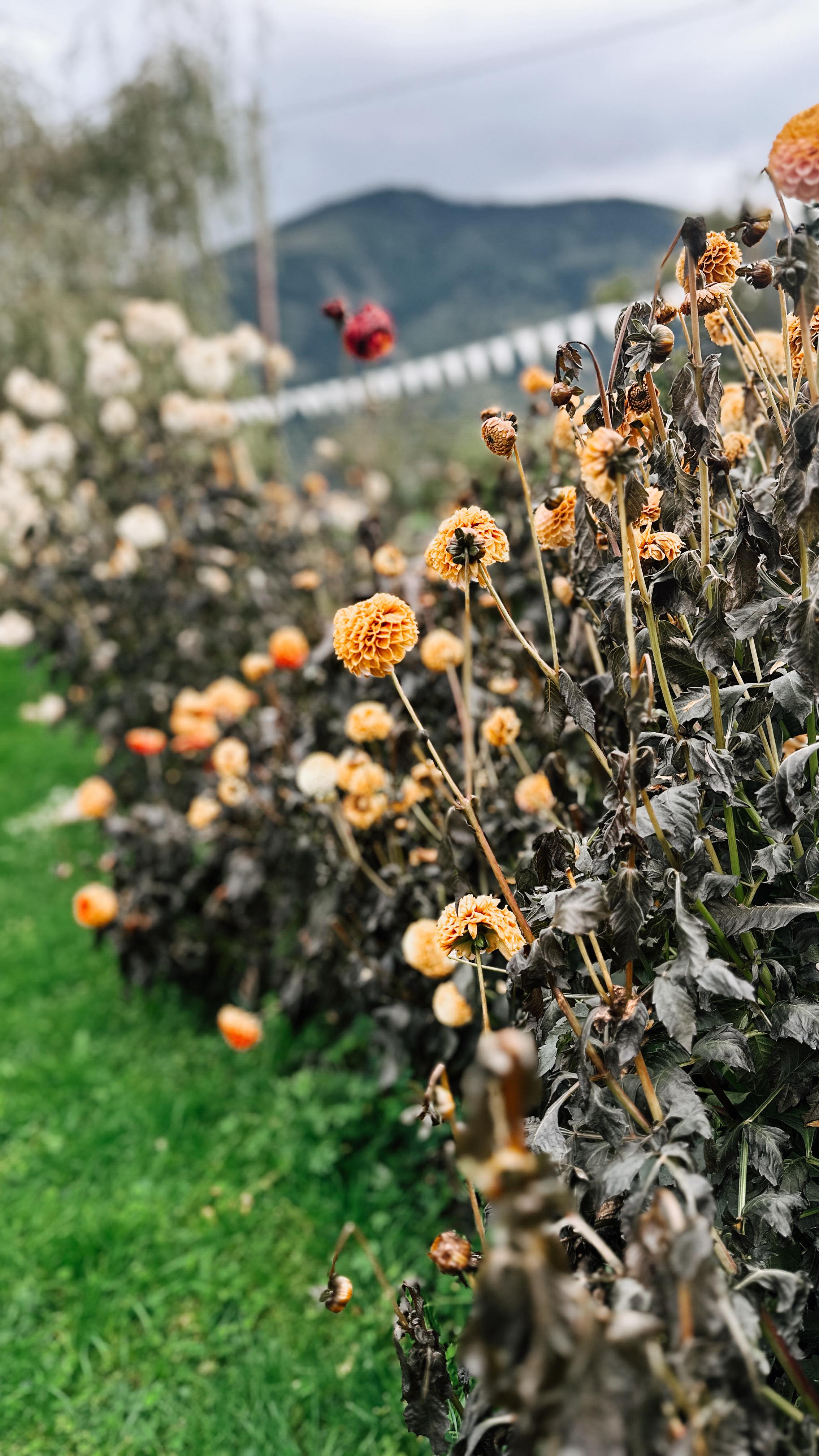 Der erste Frost war da und hat aus der bunten Blütenpracht eine schwarz-braune gemacht. Die Blumensaison 2025 ist also zu Ende und wir können uns nun auf Trockenblumen freuen.
Danke für euch, ihr Blumenlover - es war wie immer wunderschön mit euch und den Blumen!
#saisonende #flowers #blumen #frost #trockenblumen #blumendieanmorgendenken #slowflowers