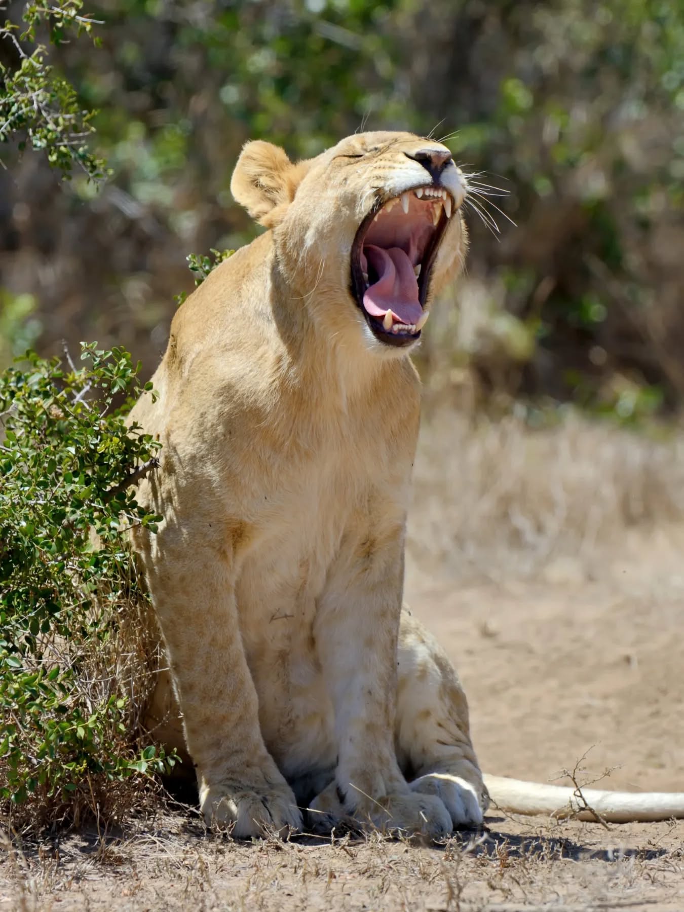 🦁 Hear the roar of the wild!
Experience the thrill of an unforgettable Safari adventure.
Book your journey today!
WhatsApp
+255777814472
Email
info@cheicheizanzibartour.com
🦁
🐘
#safariexperience #wildafrica #cheicheizanzibartour
#traveldestination
#holidayseason #animallovers