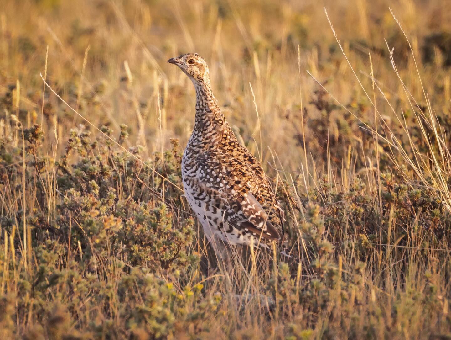 Patterns of the prairie, stitched in feather and light. 🪶 ☀️
Canon R5 & Canon RF100-500mm F4.5-7.1 L IS USM
#wildlife #wildlifephotography #bird #birdphotography #birds_captures #birdphoto #grouse #grousehunting #sharptail #sharptailedgrouse #upland #uplandhunting #montana @montanafwp @project_upland
