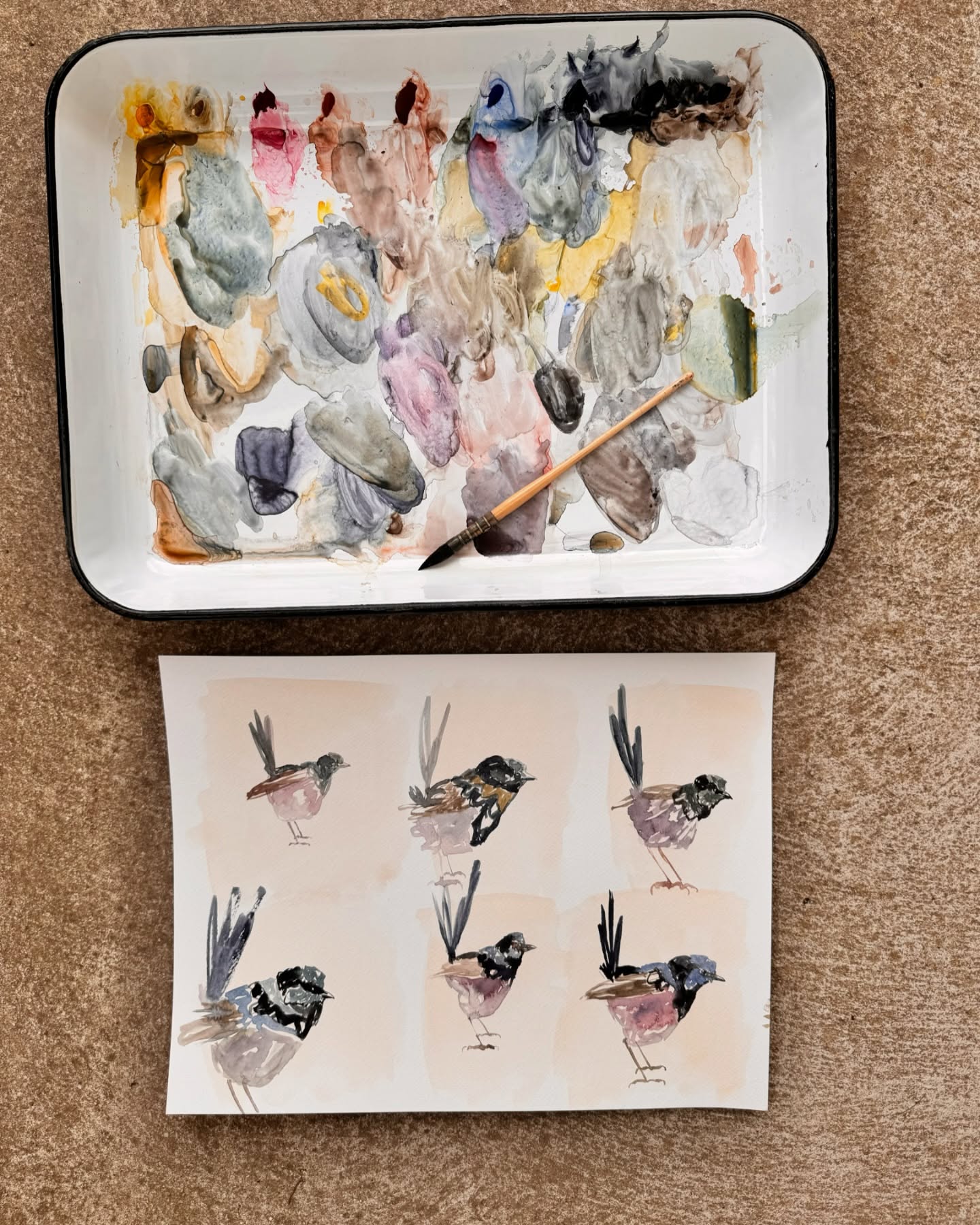 Fairy wrens 🪺💎🩵