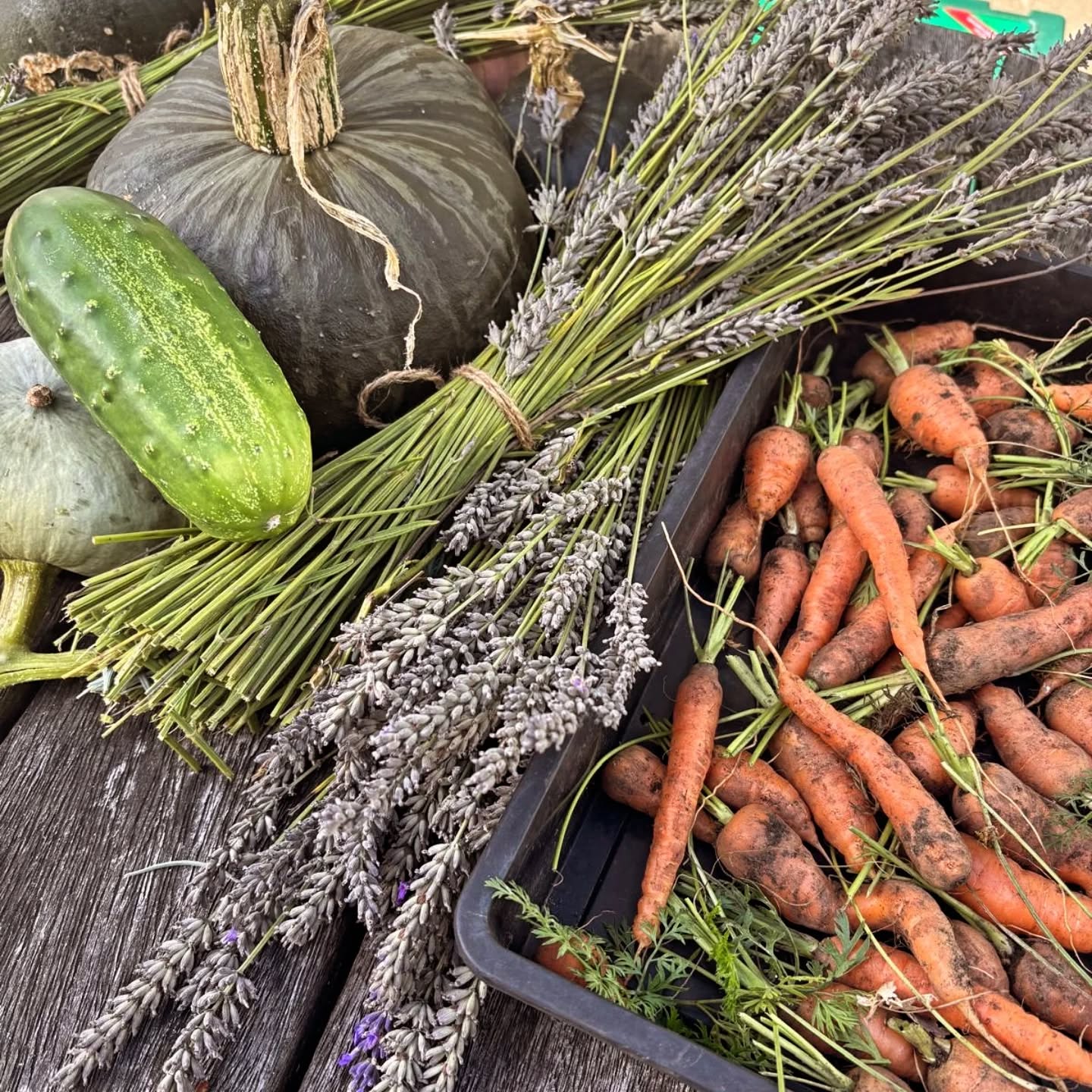A breezy beautiful morning at Rooted Community Garden 🌿
We did lots of tidying around the site, harvested a mound of tomatoes, beets and beans, plus bunches of lavender 🪻
We added compost to a couple of our no dig beds, and made a start topping up the woodchip paths for Autumn 🍁
Topped off with delicious soup, Welsh cakes, parkin and biscuits from our lovely Debs and Sheila 🥰
See you all in a months time for this regular meet up open to ALL!