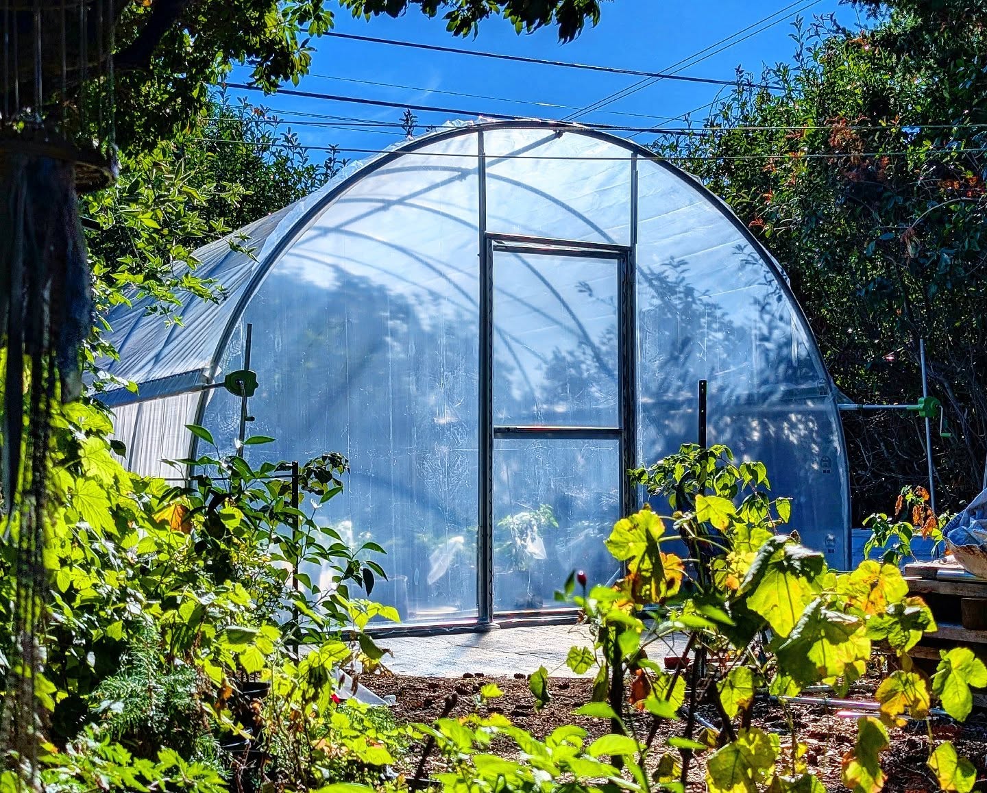 Huge shout-out to the @stjohnsfarmersmarket for the grant that made it possible to get this epic greenhouse! This is a huge game changer for the nursery side of my business and will allow us to extend our season further into the fall, allowing for more harvests! Can't wait to really put this thing to work next spring 🙏🤘
•
•
•
#PepperBusiness #HotSauce #FermentedHotSauce #PortlandNursery #PortlandOregon #StJohnsFarmersMarket #PDXPeppers #ChiliPeppers #Nursery #ThePepperNursery #PepperNursery #FreshLocalPeppers #PortlandPeppers #PDXFoodies #PDXFarmersMarket #FarmToBottle #PepperFarm #FermentedPeppers #PolyTunnelLife #PolyTunnel #LocalHotSauce #PepperGrower #PortlandFarmersMarket #Greenhouse #FarmersMarketFinds #PDXSpicy