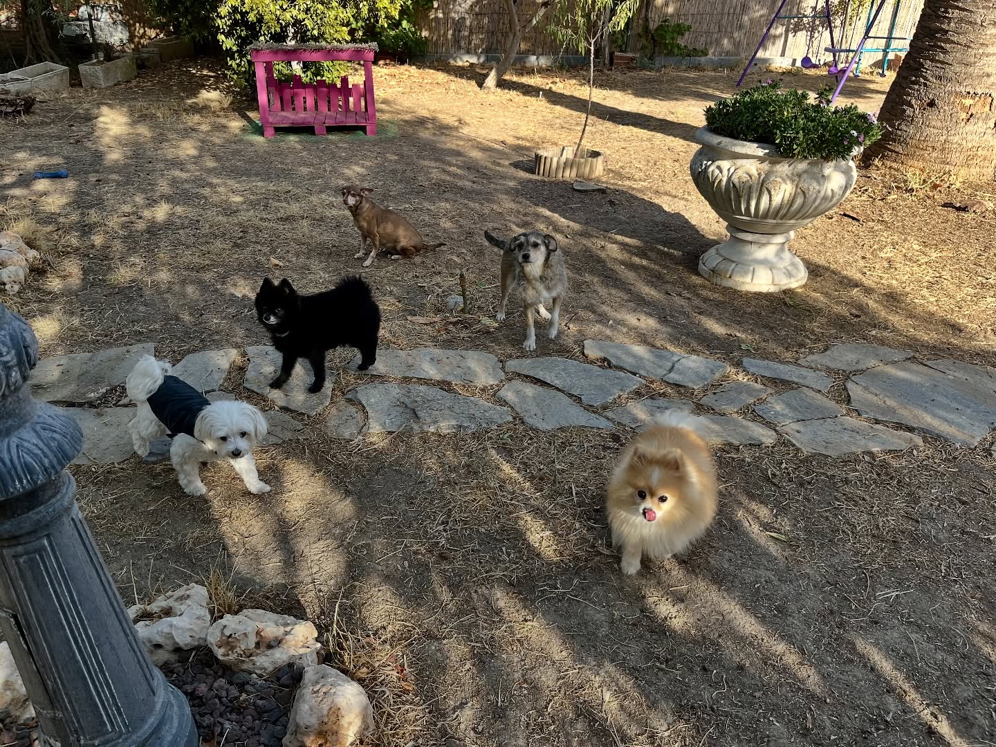 #cuidadoresdeperros #madrid #mascotas #españa #igersmadrid #perros #dogs #dogsofinstagram #perrospequeños #dogslife #dogfriend #fotosdeperros #comoencasa #vacaciones #doglover #pomeranian #chihuahua #caniche #bichón #bichonmaltes #shitzu #shitzulovers #pomerania #pomeraniaespaña #teckel #otoño