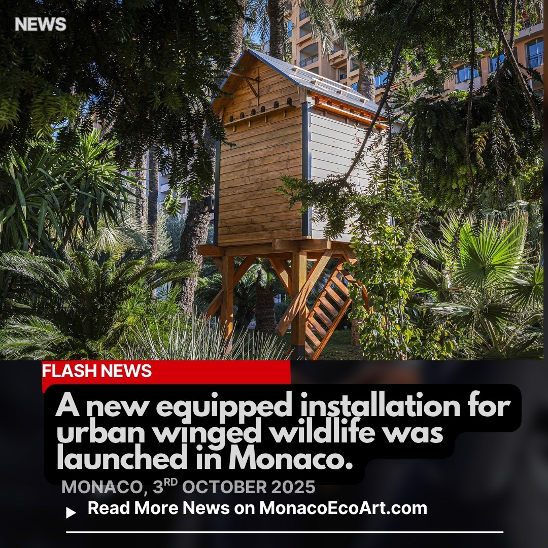 @mo.eco_art MonacoEcoArt.com #flash #news #wildlife #installation #monaco 🇲🇨🐦🪶 The Principality of Monaco is marked by a high #level of #biodiversity which is protected through a #comprehensive land management tending to convert the whole territory into an eco-district 🏠🪽 Not by chance, an #innovative regulatory dovecote has been recently installed in the public #gardens of Fontvieille neighbourhood, as part of a targeted Gouvernmental policy, to enter into force by the end of 2025, in favour of an #environmentallyfriendly #urban planning 🦢🦆 This device is intended to reinforce nature #prevention and #care for achiving a meaningful ecological balance between anthropized environment and urban forests: the dovecote is equipped with fake eggs in order to induce pigeons to contain their birth rate while concentrating in a specific area so as not to come in contact with local human communities 🐤🏰This structure helps regularly monitoring the state of health of local fauna through appropriate care, under skilled supervision, in the footsteps of #bestpractices adopted in some European municipalities 🔹A set of information boards will be installed in the immediate vicinity of the pigeon loft to engage with the public, inviting them not to feed pigeons on public land 📸 Copyright: © Stéphane Danna / Direction de la Communication Layout and Contents: © MonacoEcoArt - @gvt_monaco